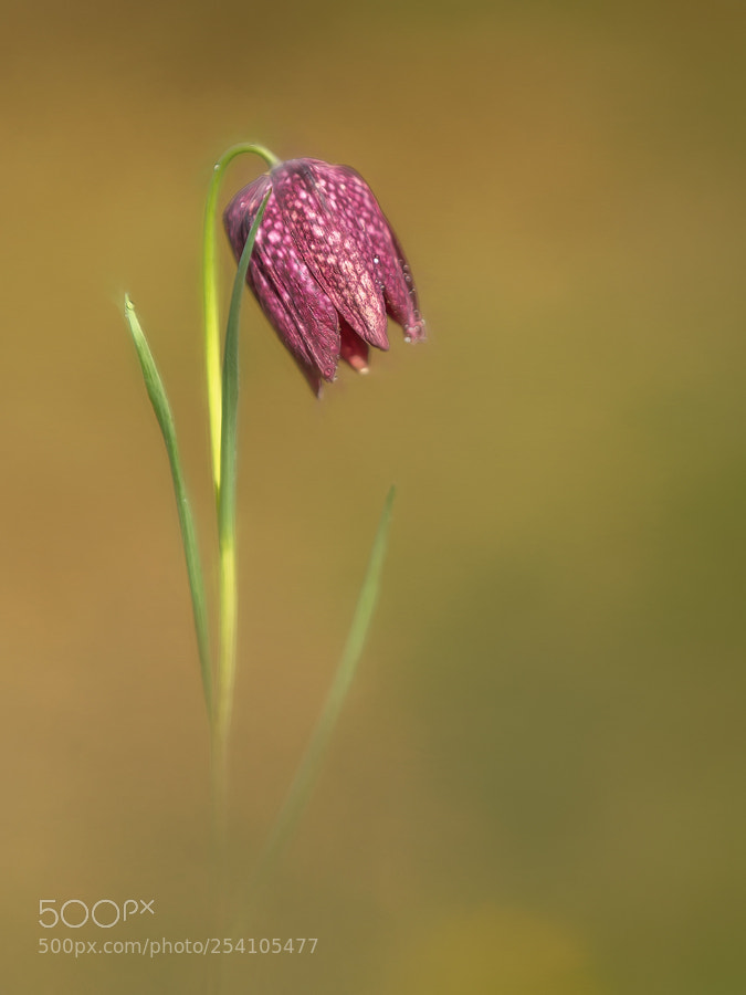 Canon EOS 7D sample photo. Fritillaria meleagris photography