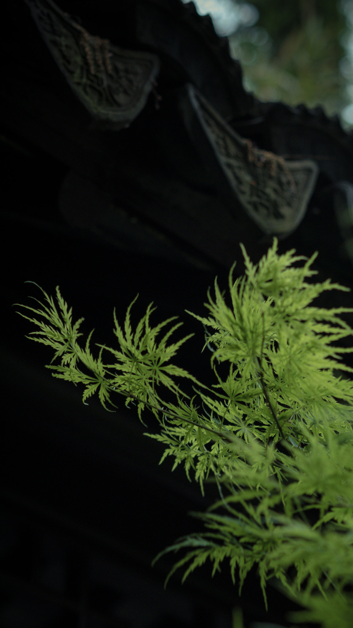 Panasonic Lumix DMC-GX85 (Lumix DMC-GX80 / Lumix DMC-GX7 Mark II) sample photo