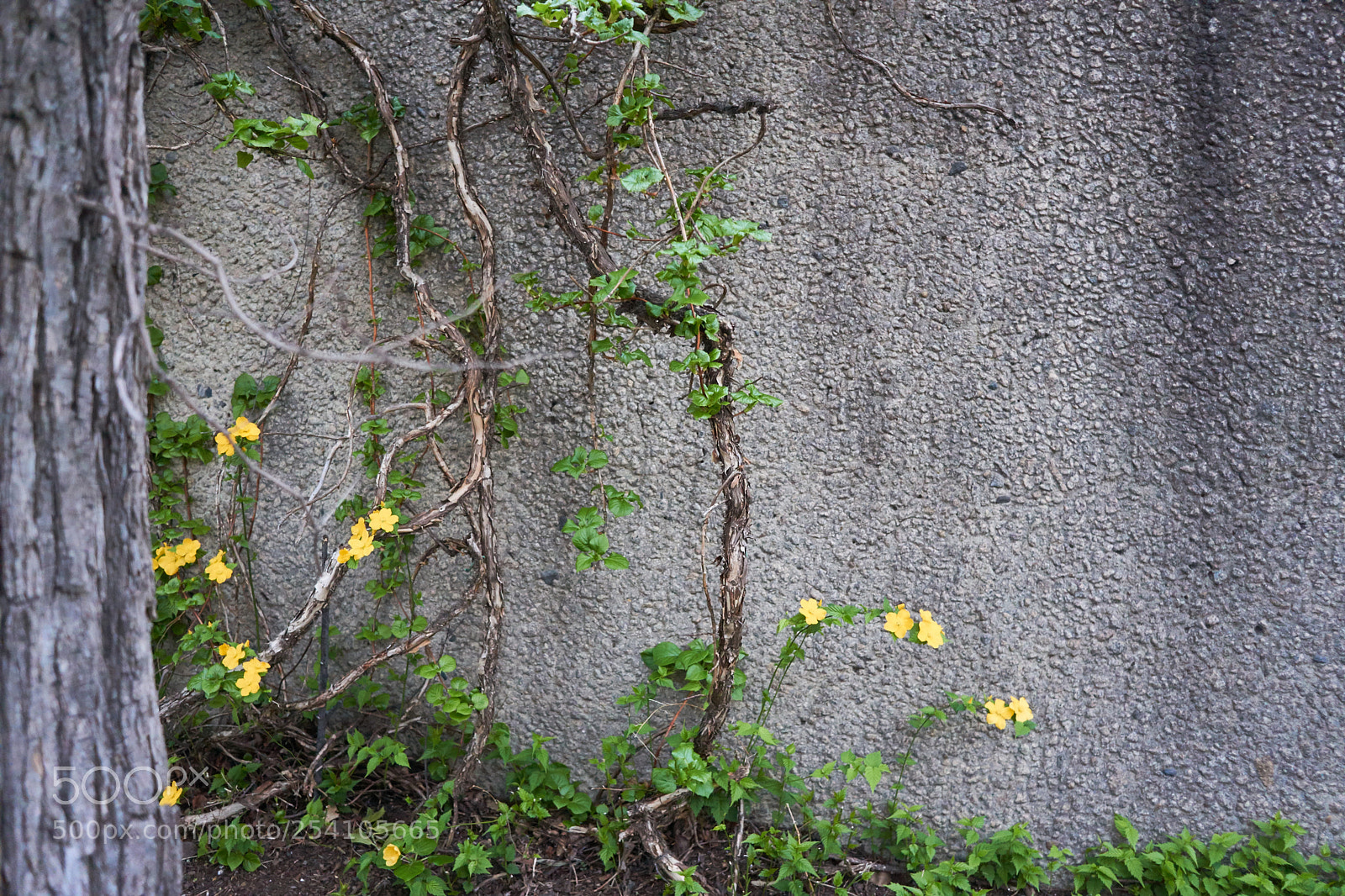 Sony a6000 sample photo. Roadside flowers photography