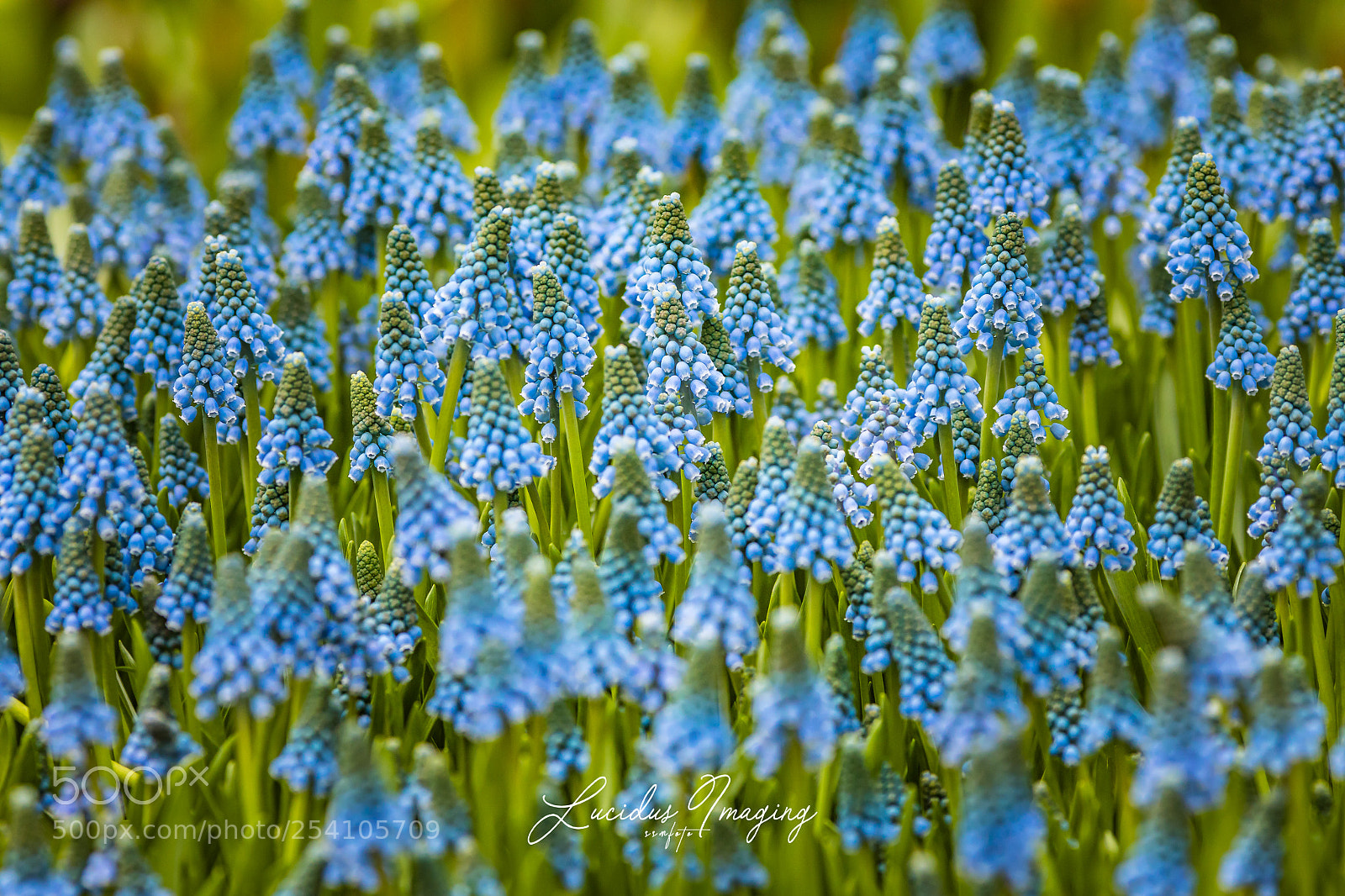 Canon EOS 5D Mark IV sample photo. Spring time photography