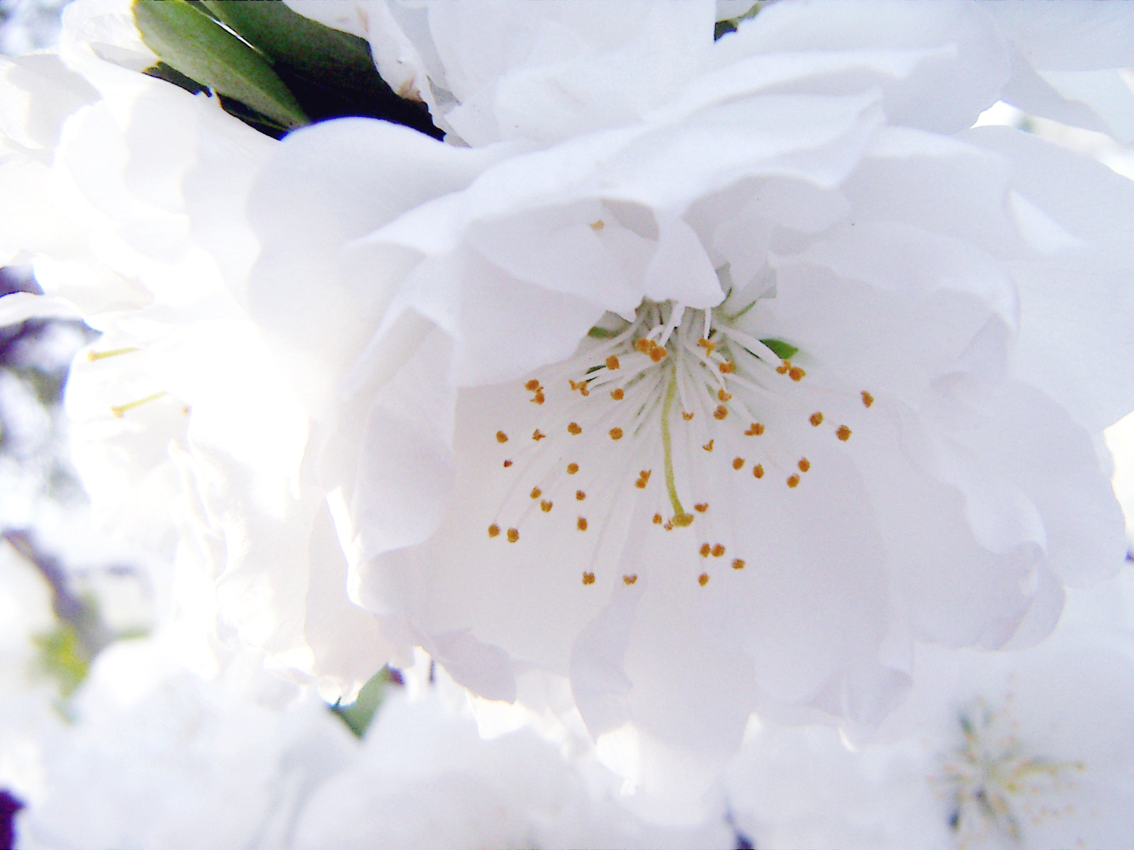 KONICA MINOLTA DiMAGE X21 sample photo. Spring blooms with flowers. photography