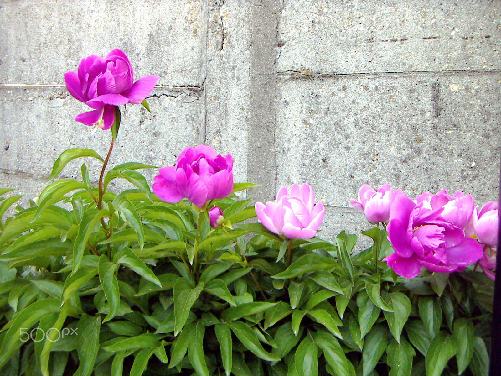 KONICA MINOLTA DiMAGE X21 sample photo. Flowers on the wall of the houses photography