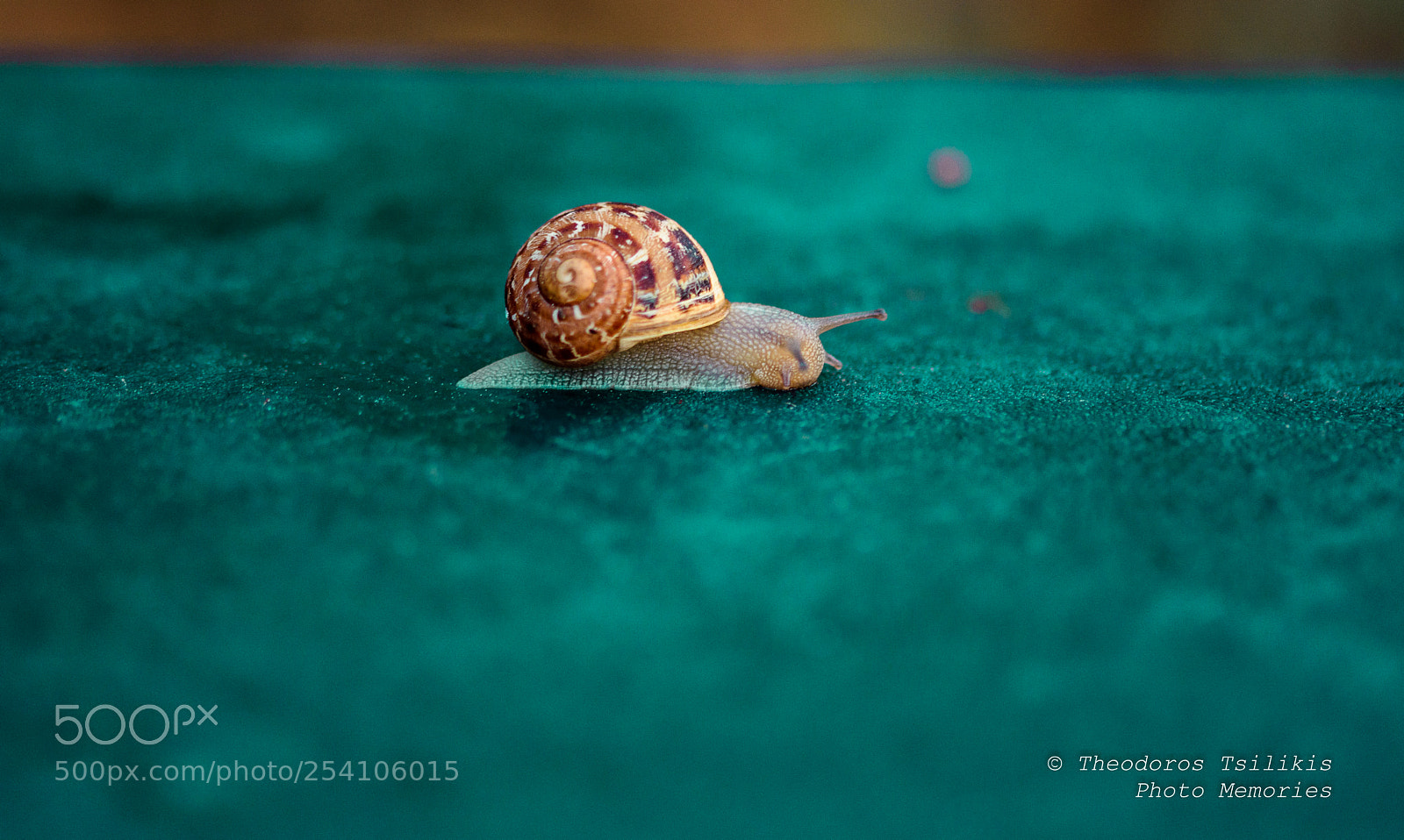 Nikon D7200 sample photo. Snail walk photography