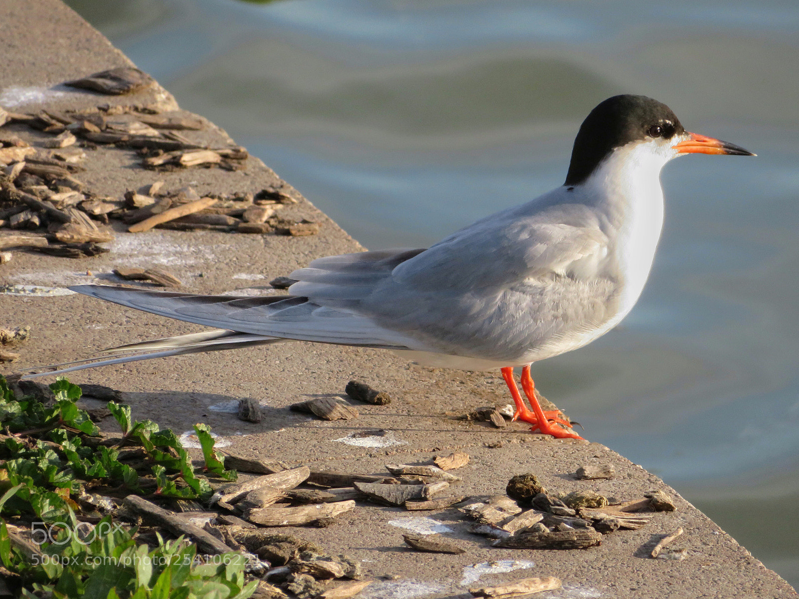 Canon PowerShot SX720 HS sample photo. Forster’s tern photography