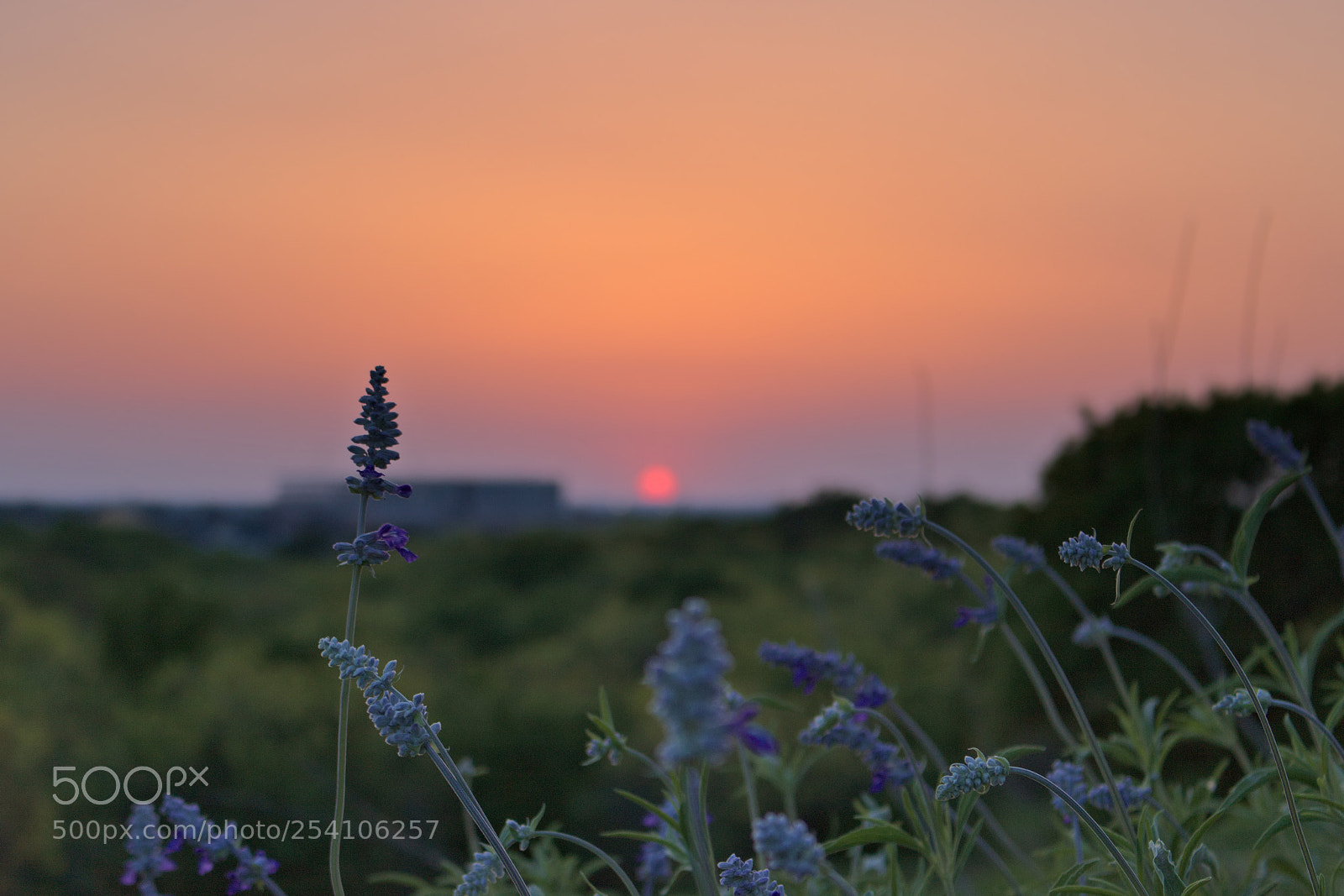 Canon EOS 750D (EOS Rebel T6i / EOS Kiss X8i) sample photo. Flowery sunset photography
