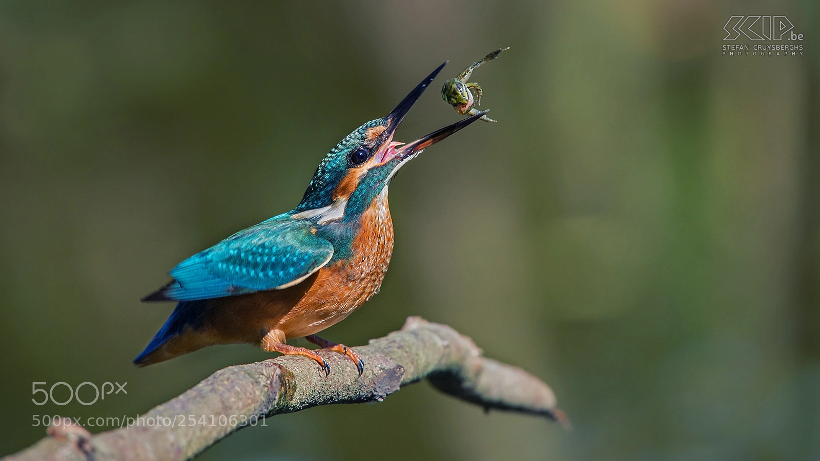 Nikon D610 sample photo. Kingfisher with frog photography