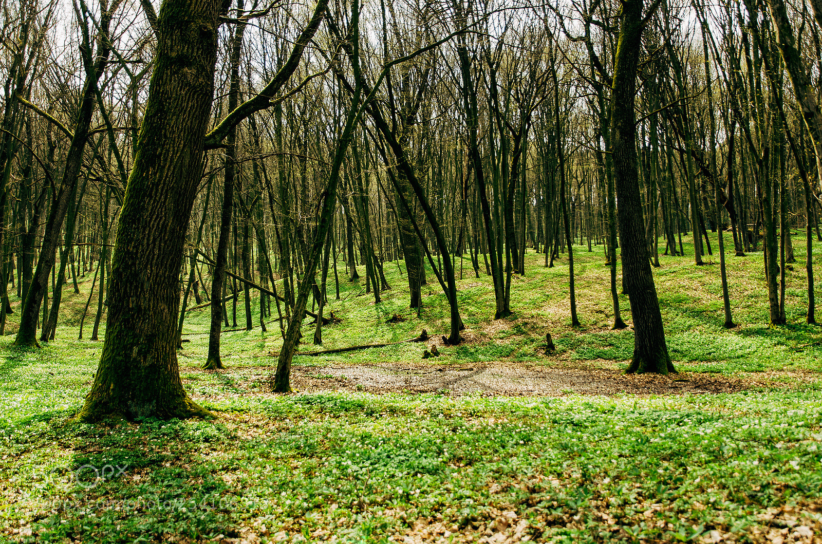 Nikon D7000 sample photo. Springtime forest photography