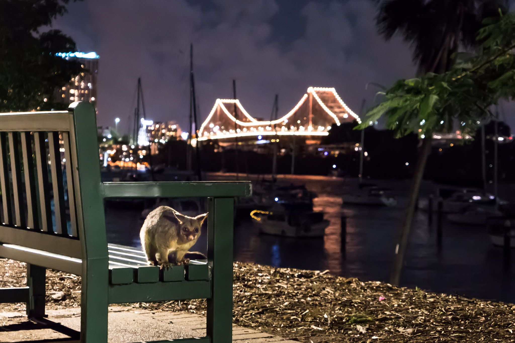 Panasonic Lumix DMC-LX10 (Lumix DMC-LX15) sample photo. The possum and story bridge photography