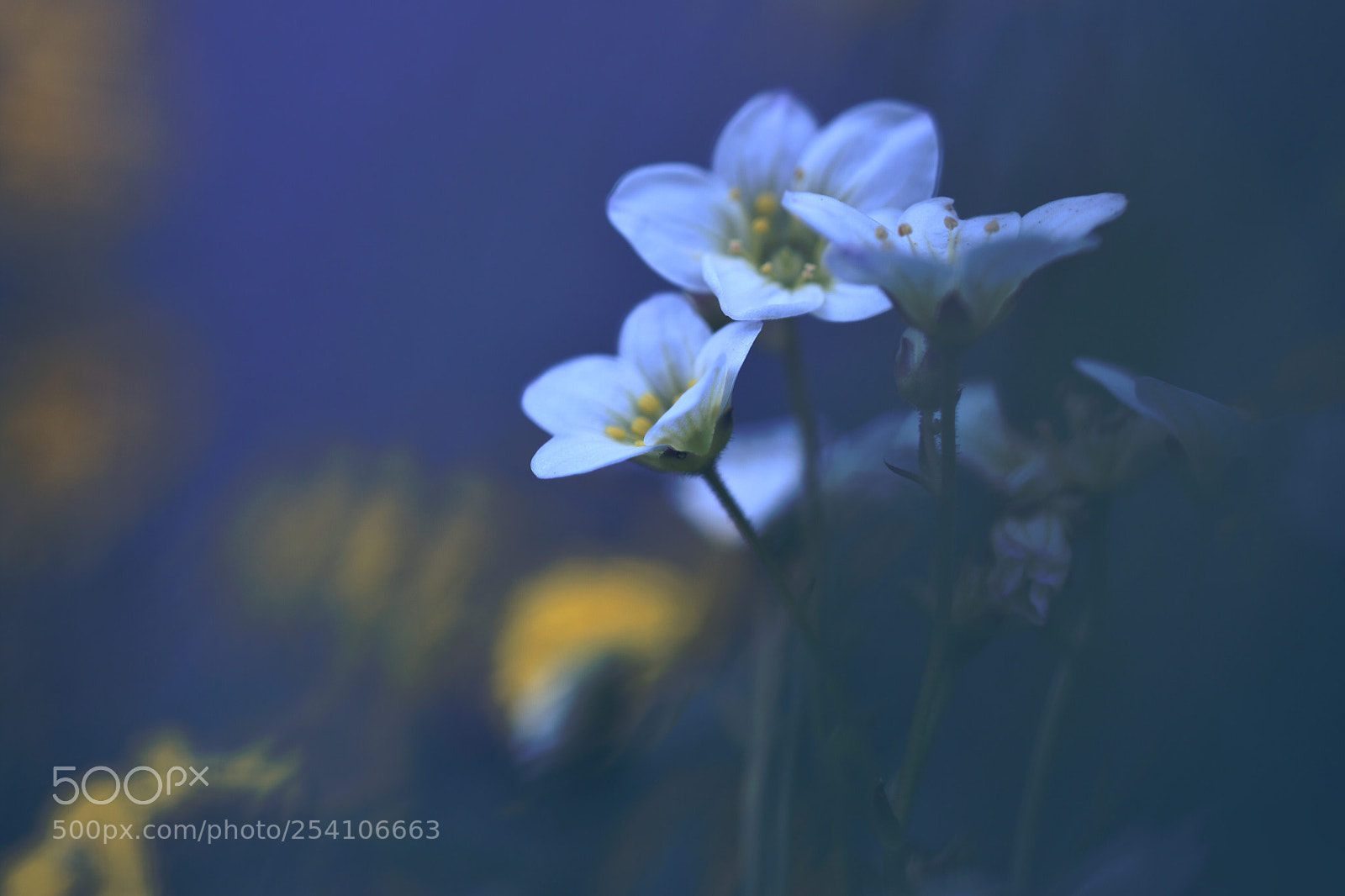 Nikon D5600 sample photo. Blue dream  photography