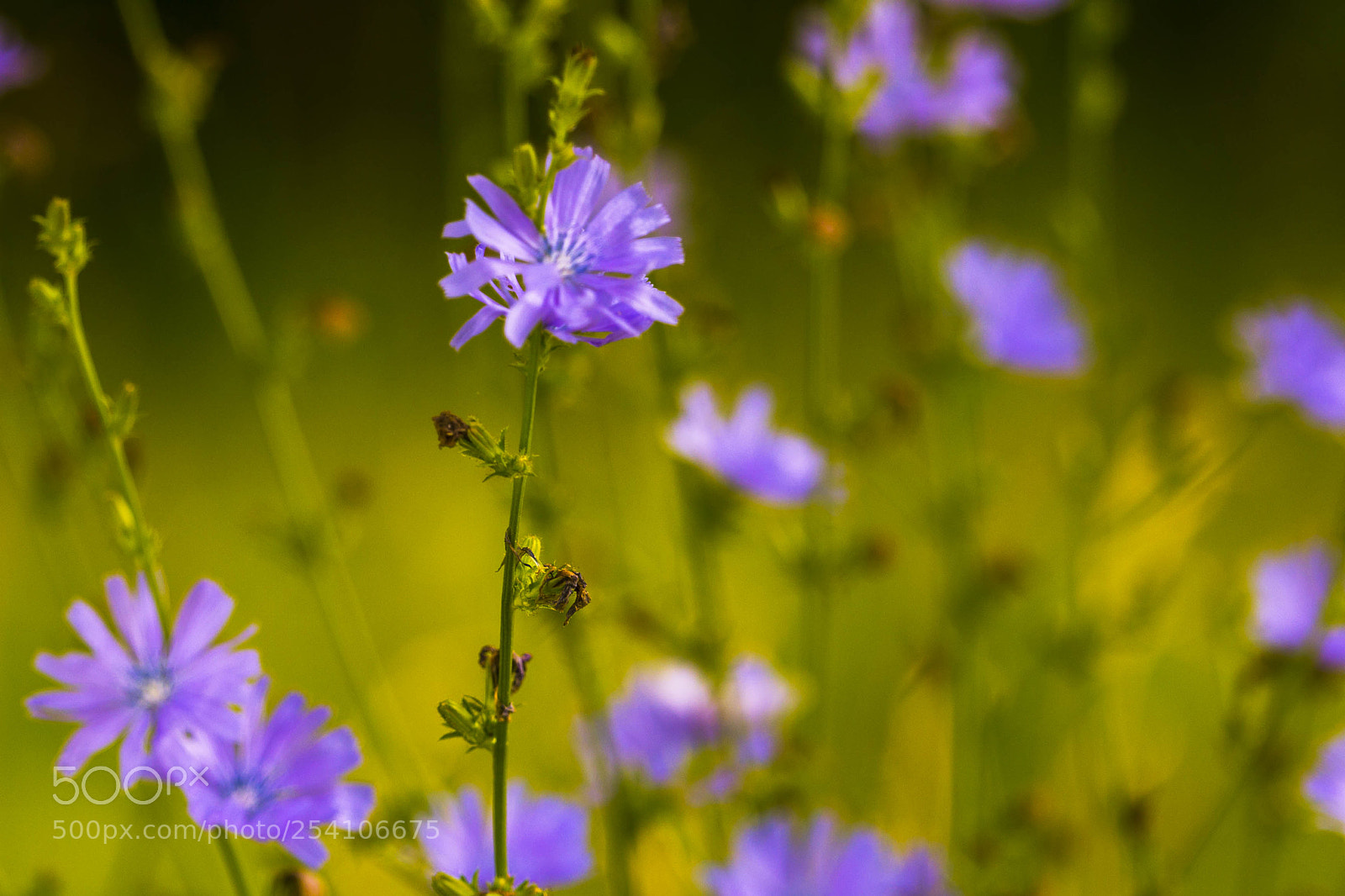 Canon EOS 60D sample photo. Weeds or flowers? photography