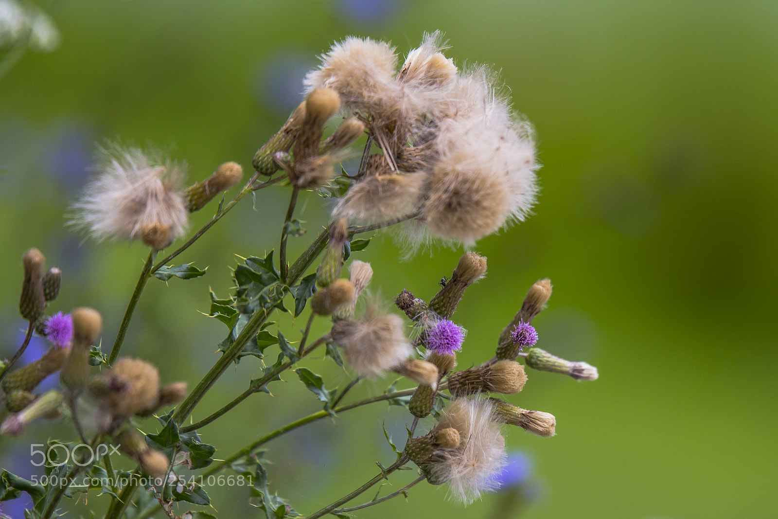 Canon EOS 60D sample photo. Weeds or flowers? photography