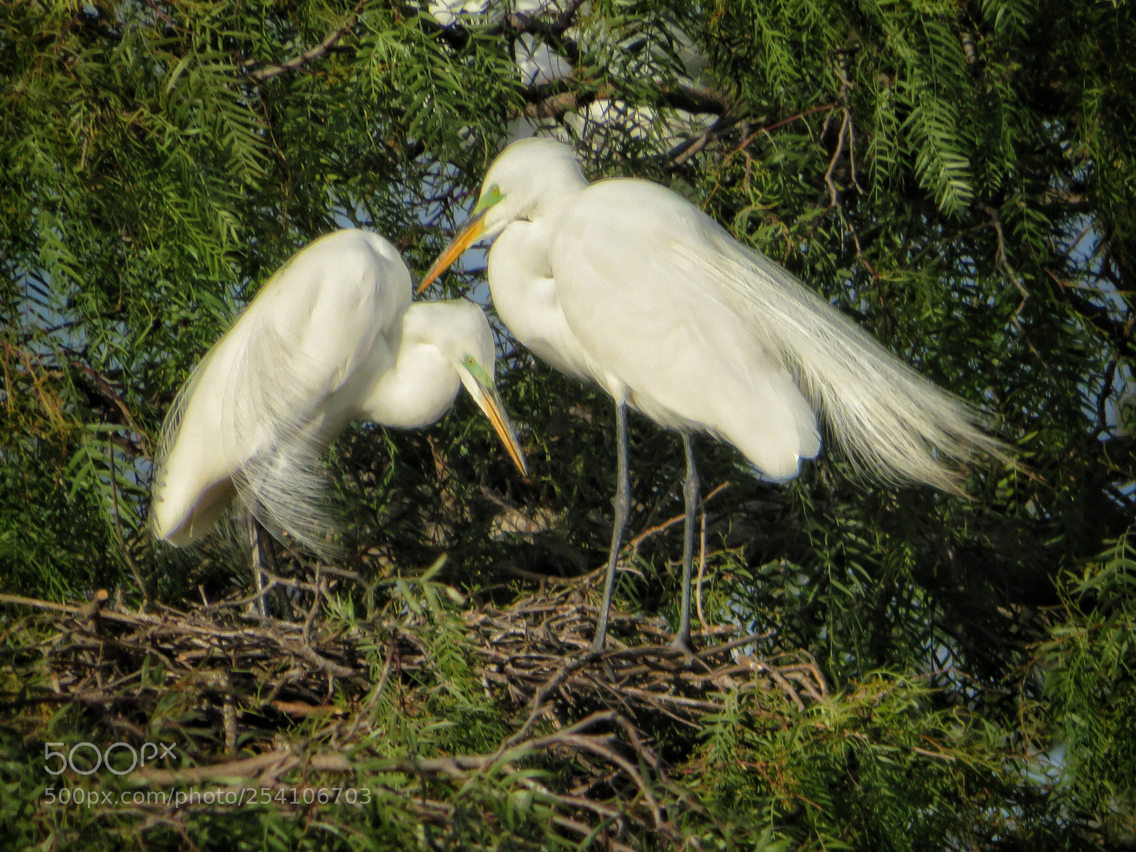 Canon PowerShot SX720 HS sample photo. Tending the nest photography