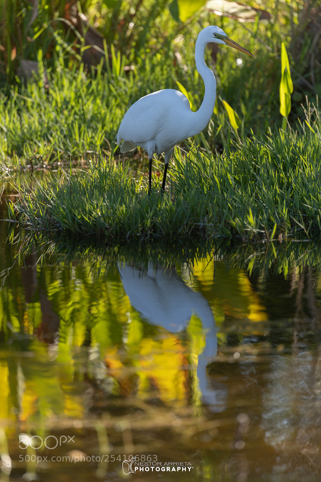 Canon EOS-1D X Mark II sample photo. Great egret photography