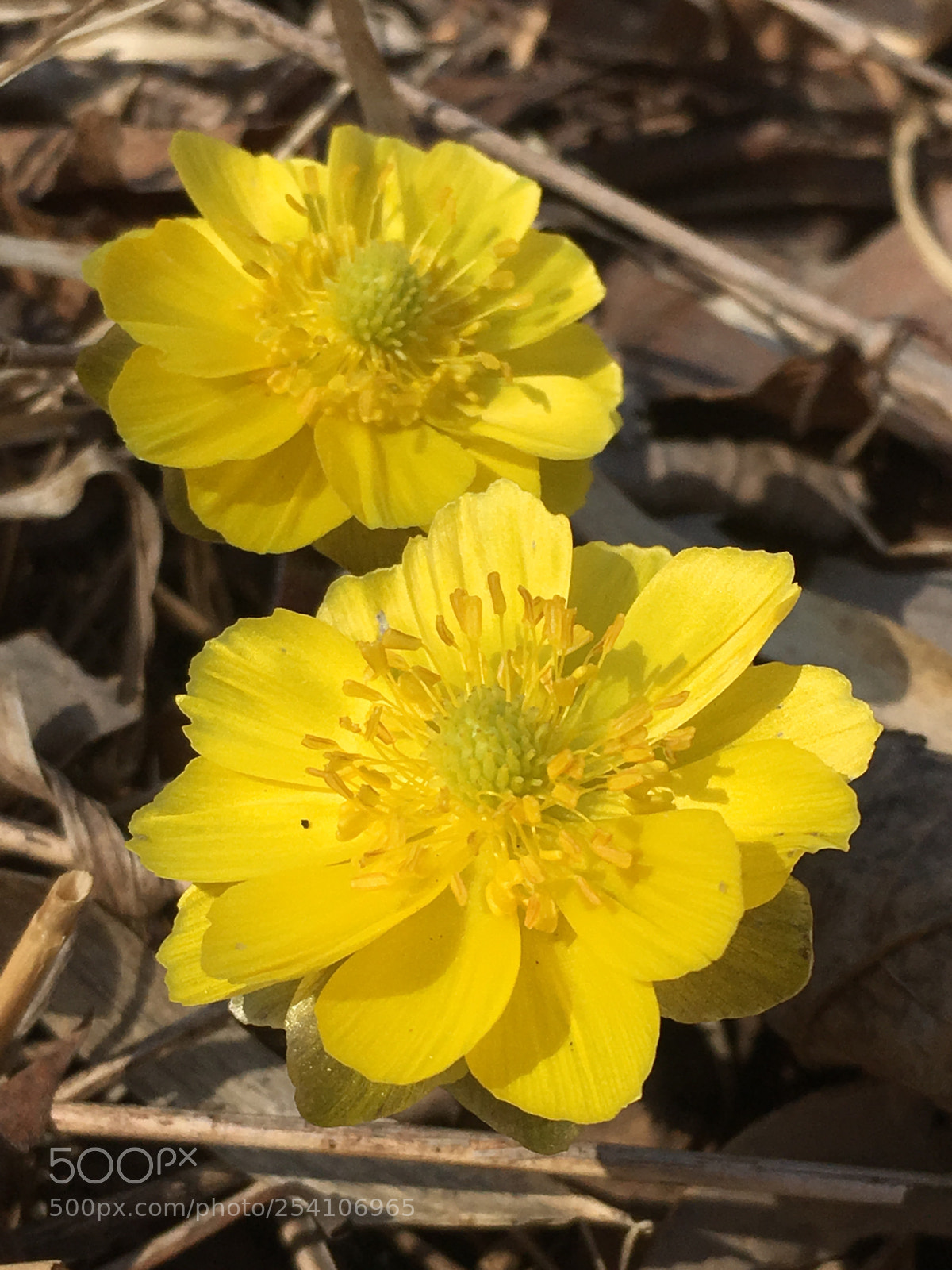 Apple iPhone 6s sample photo. Adonis photography