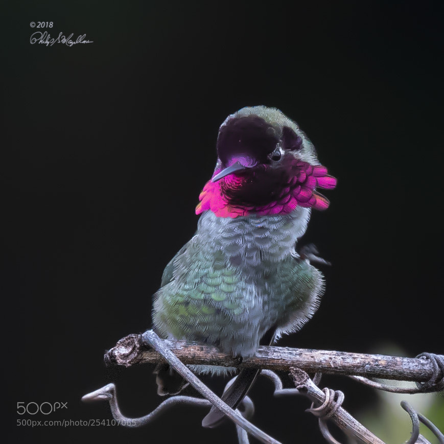 Nikon D500 sample photo. Hummingbird stretch photography