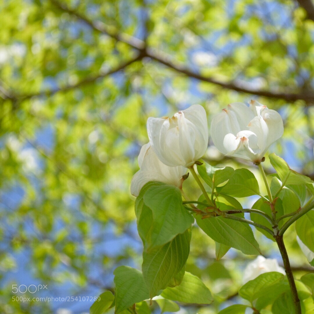 Nikon D5300 sample photo. Dogwood photography