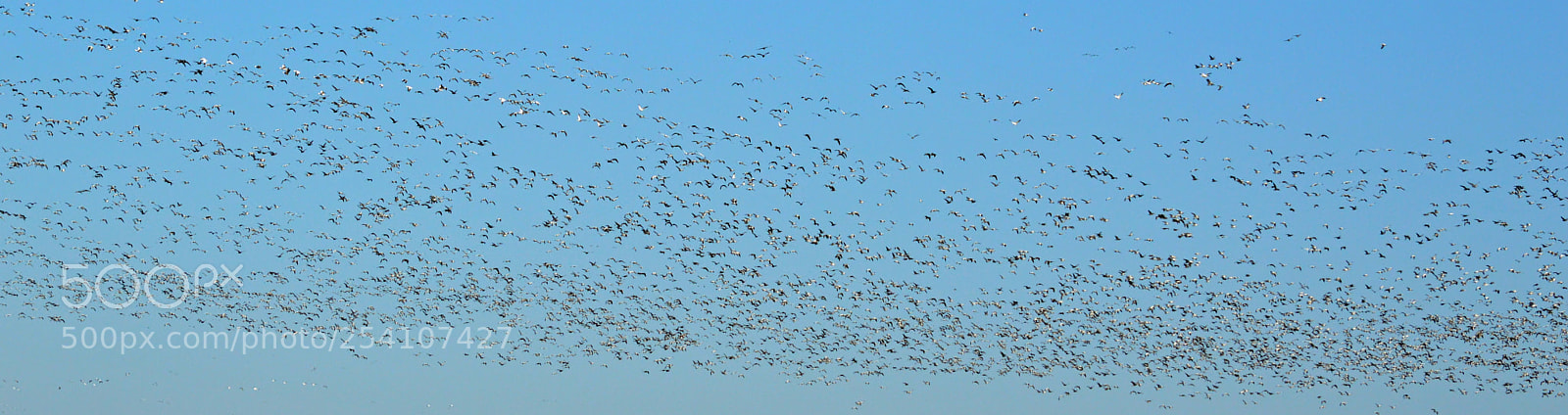 Nikon D3200 sample photo. Snow geese photography