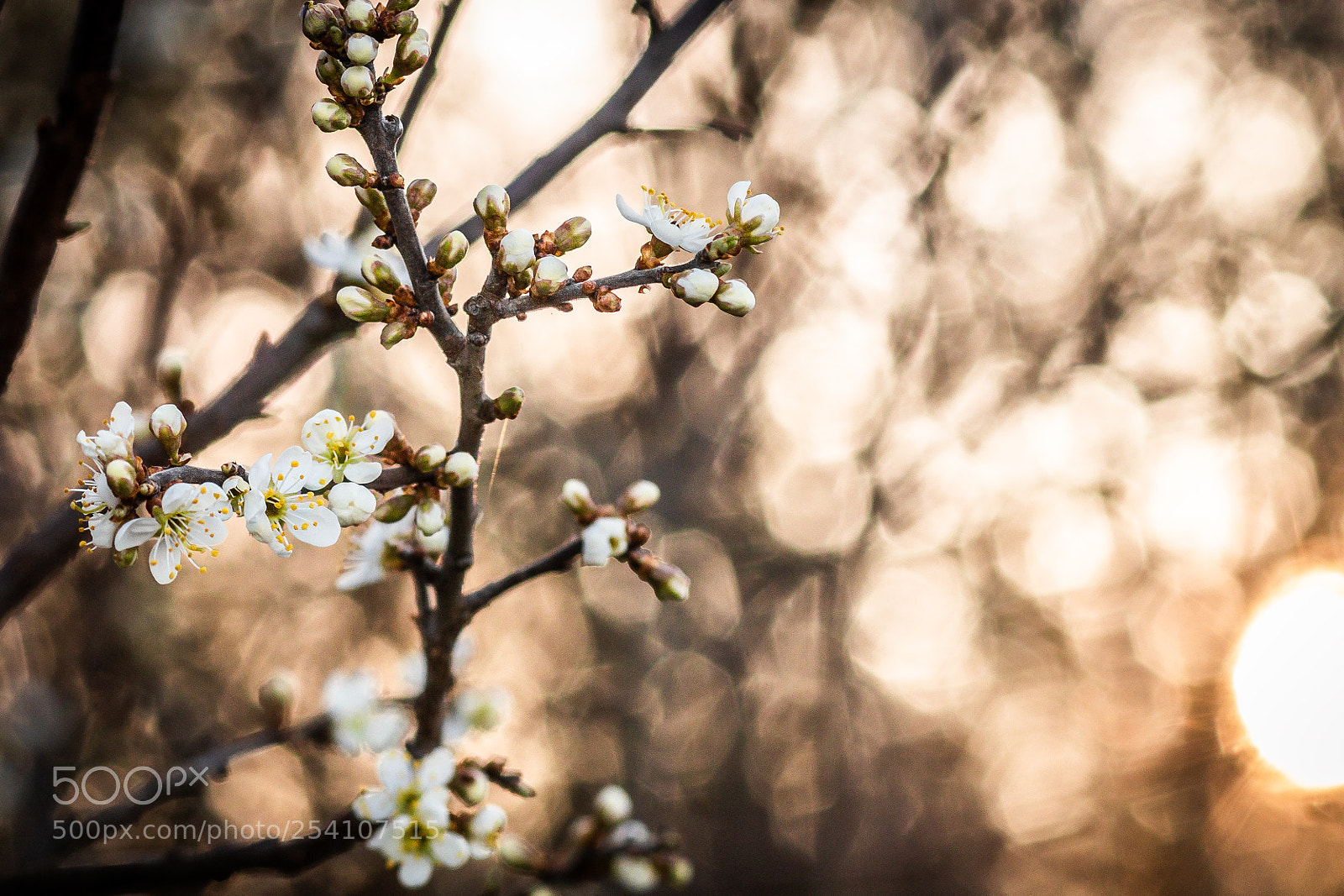 Canon EOS 80D sample photo. White flowers photography