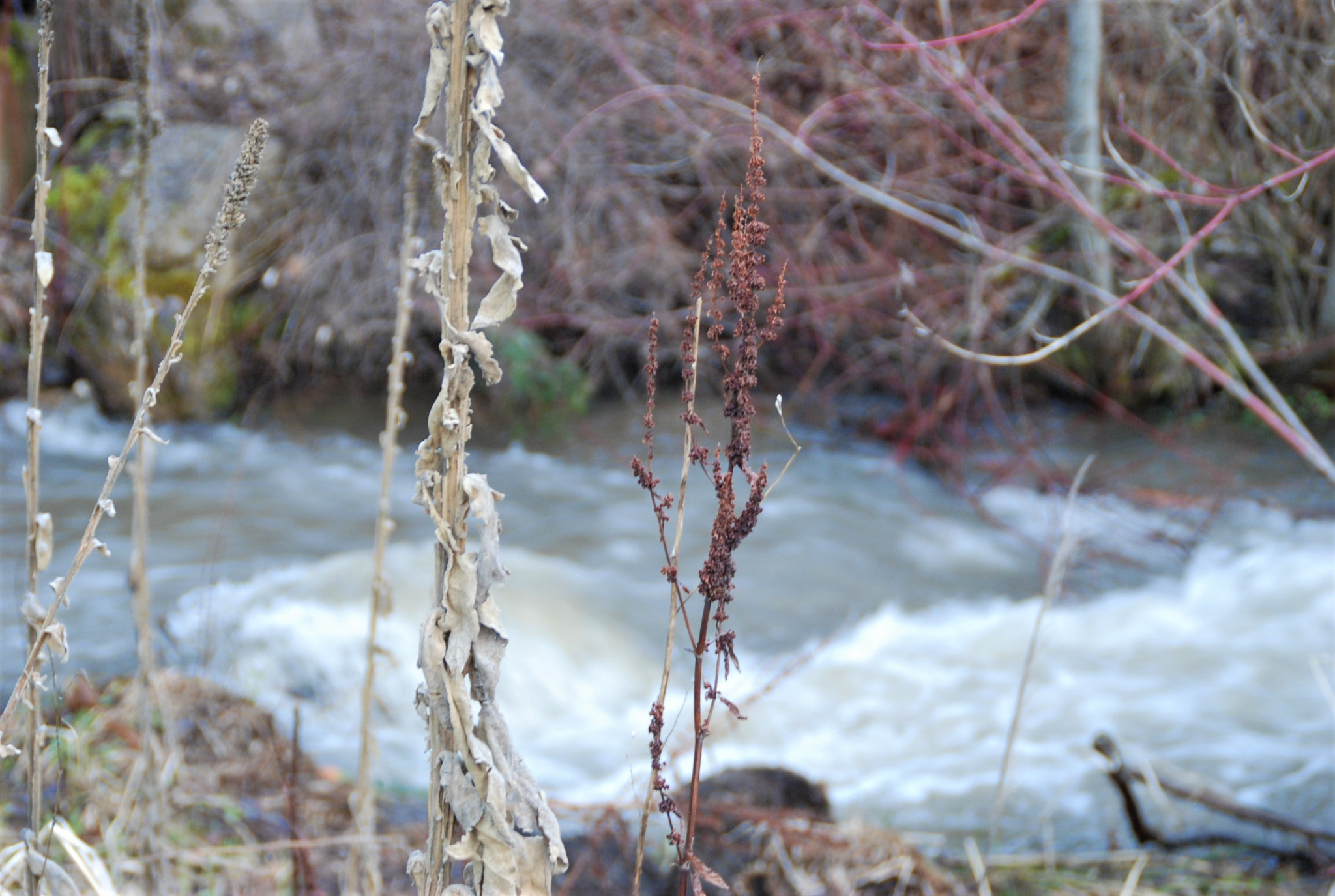 Nikon D80 sample photo. Drenched photography