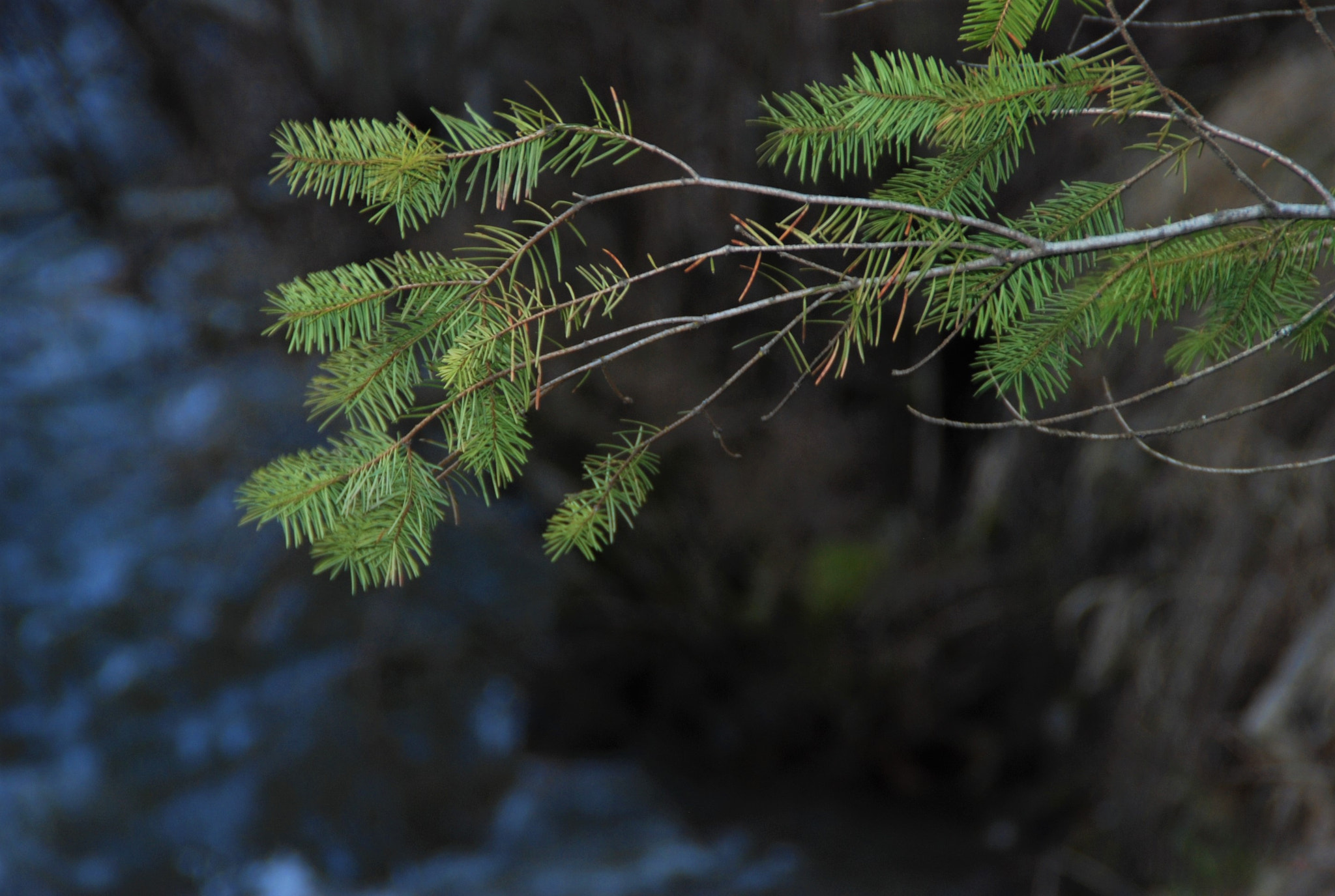 Nikon D80 sample photo. Pining for you photography