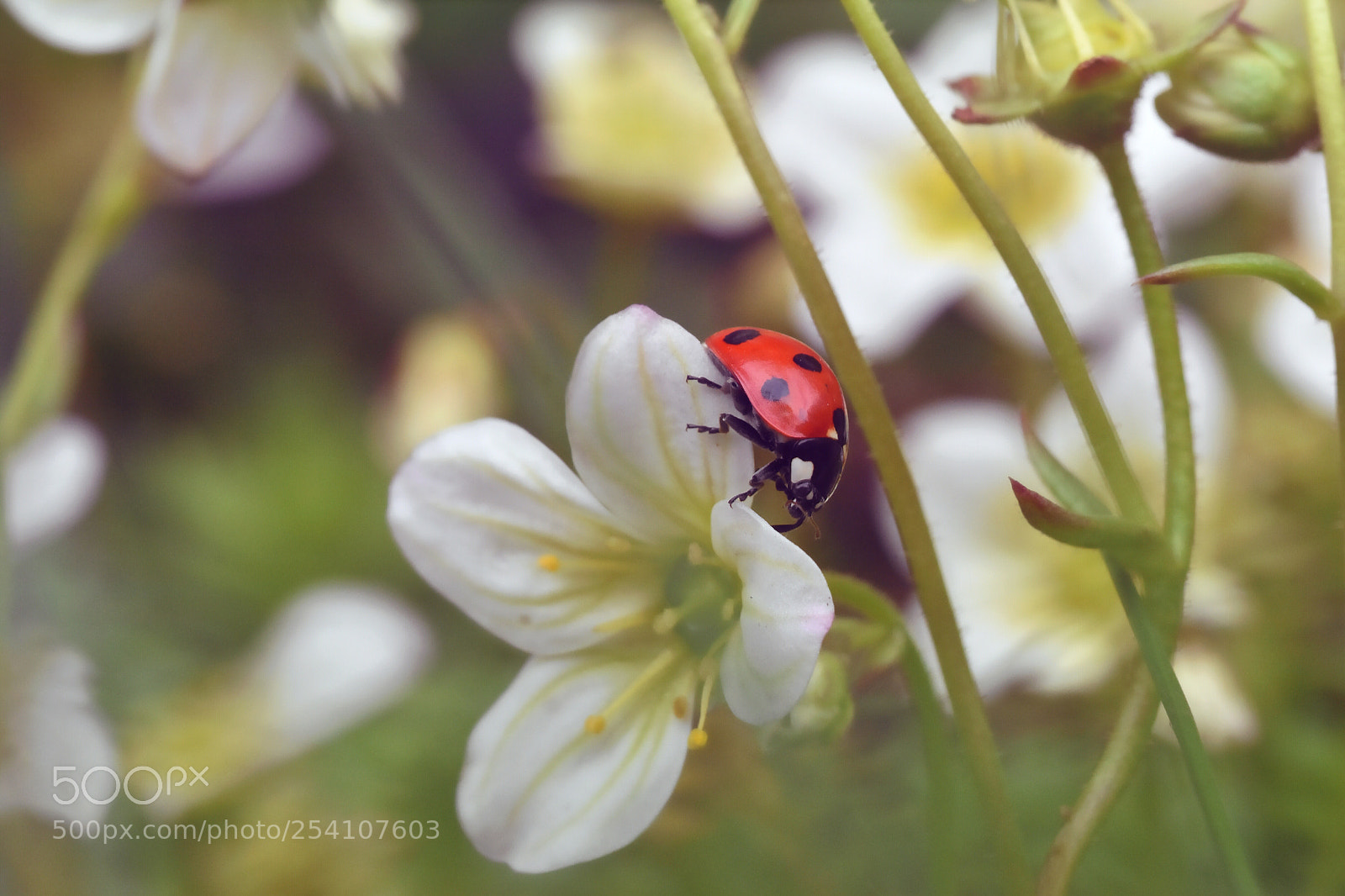 Nikon D5600 sample photo. Exploring the garden photography