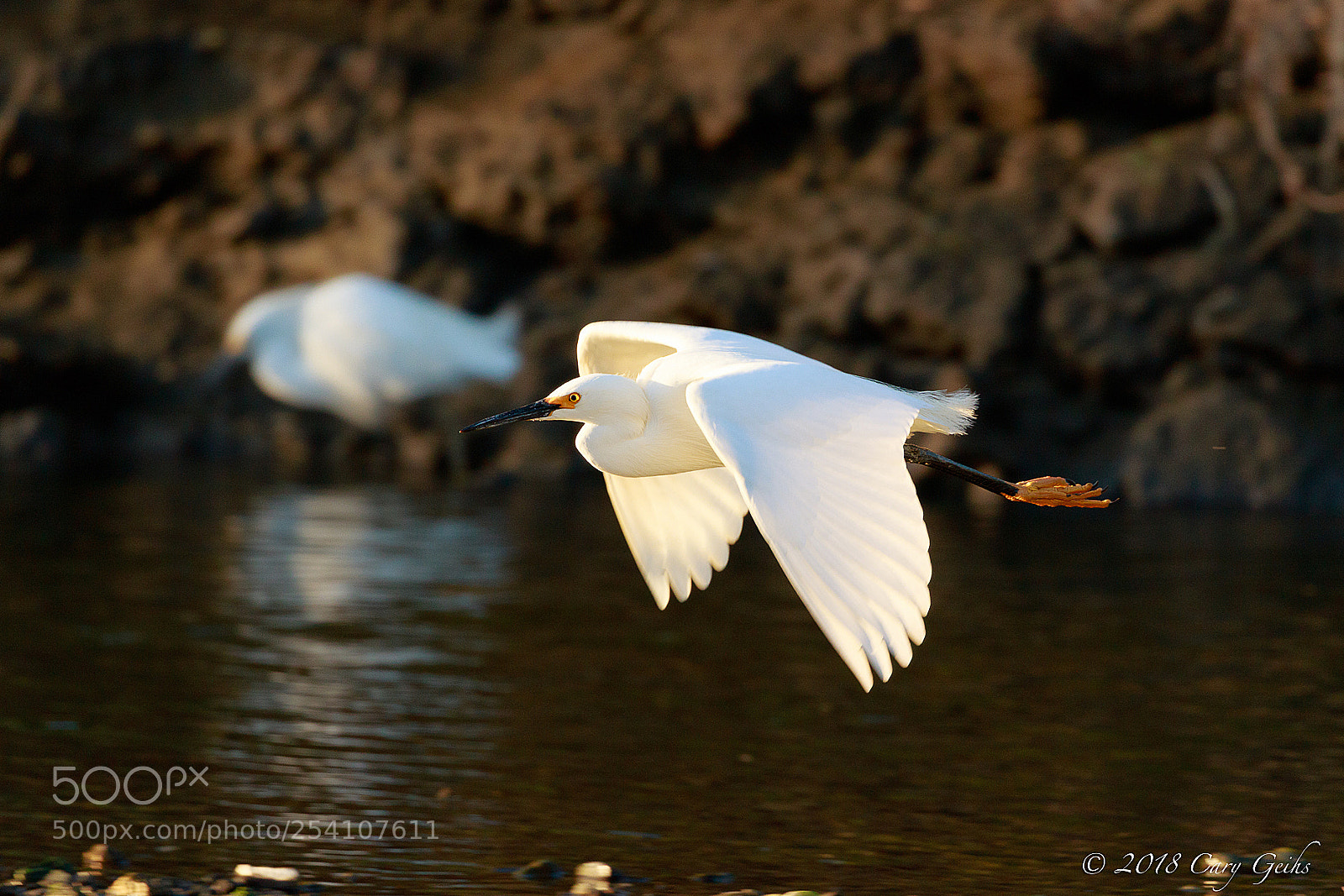 Canon EOS 7D Mark II sample photo. Snowy egret in-flight photography