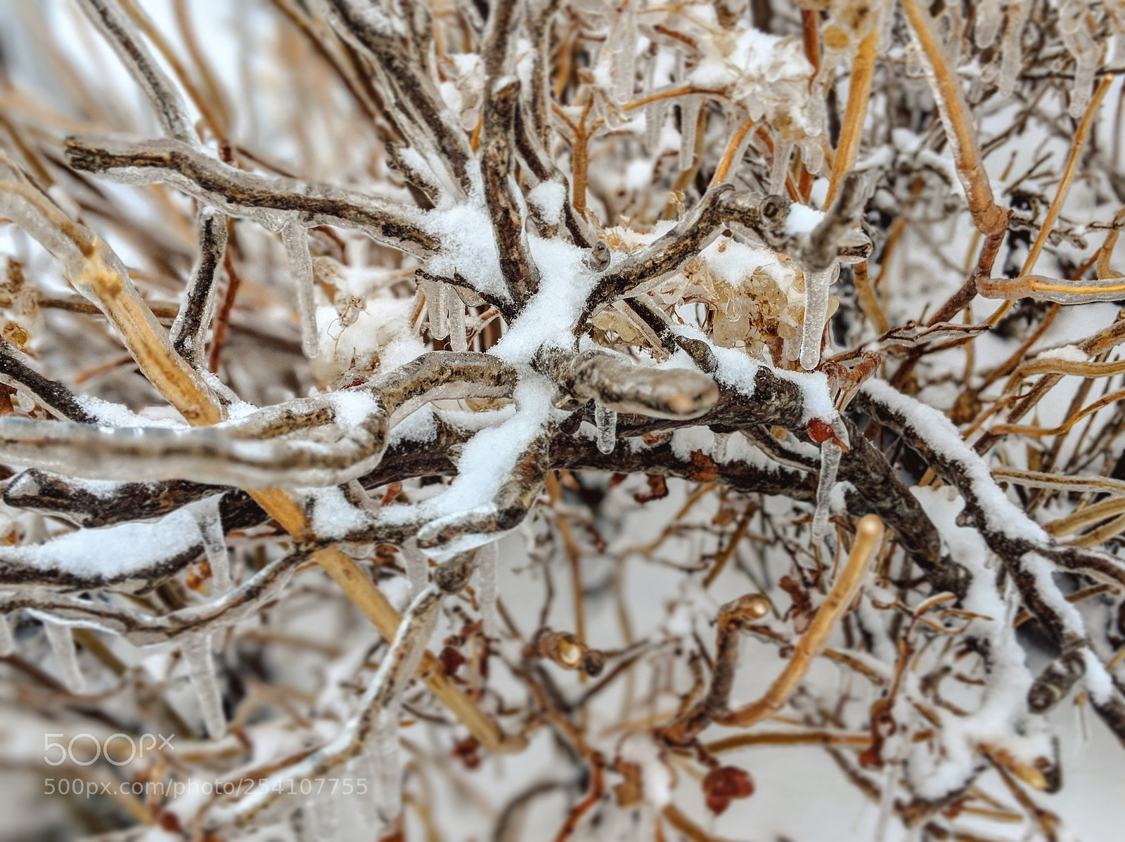 Google Pixel 2 sample photo. Ice beauty  photography