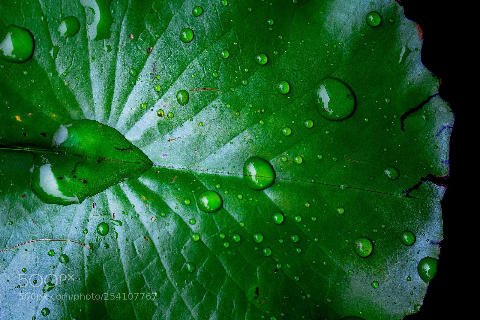 Canon EOS 60D sample photo. Water drops on bright photography