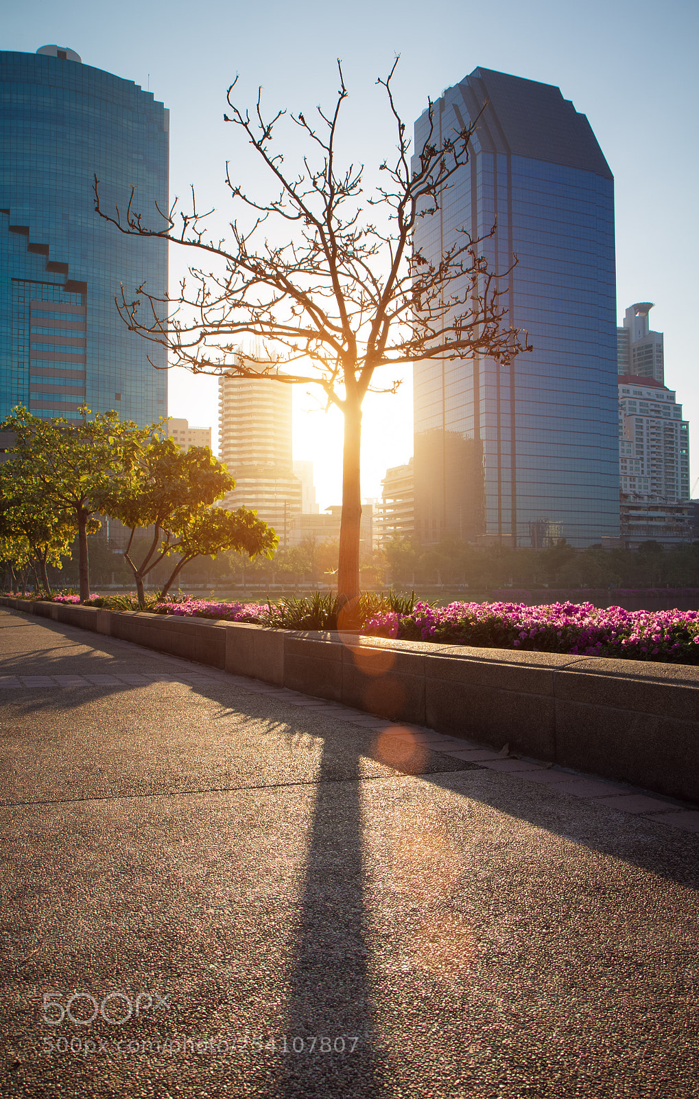 Canon EOS 60D sample photo. Beautiful tree with pathway photography