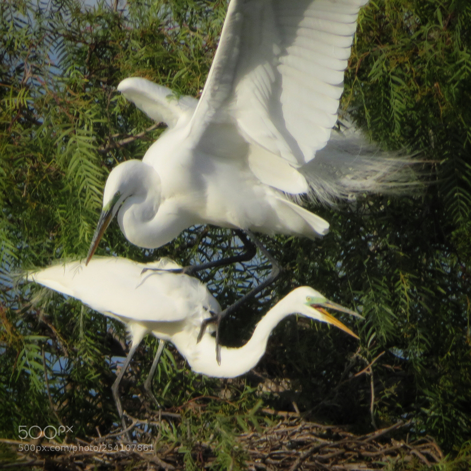 Canon PowerShot SX720 HS sample photo. Get off me!  photography