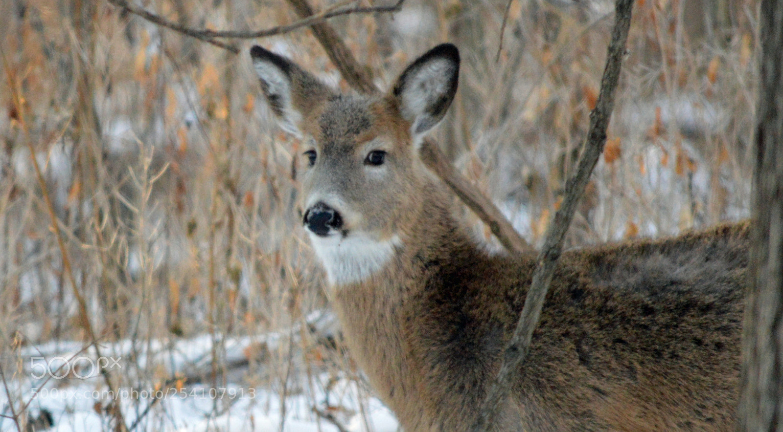 Nikon D3200 sample photo. Doe yearling - winter photography