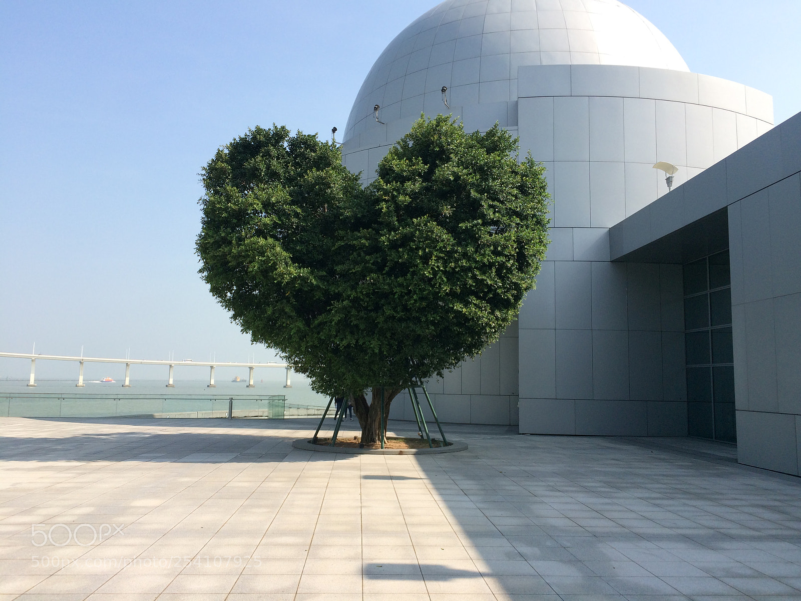 Apple iPhone 5s sample photo. Tree love - macau photography