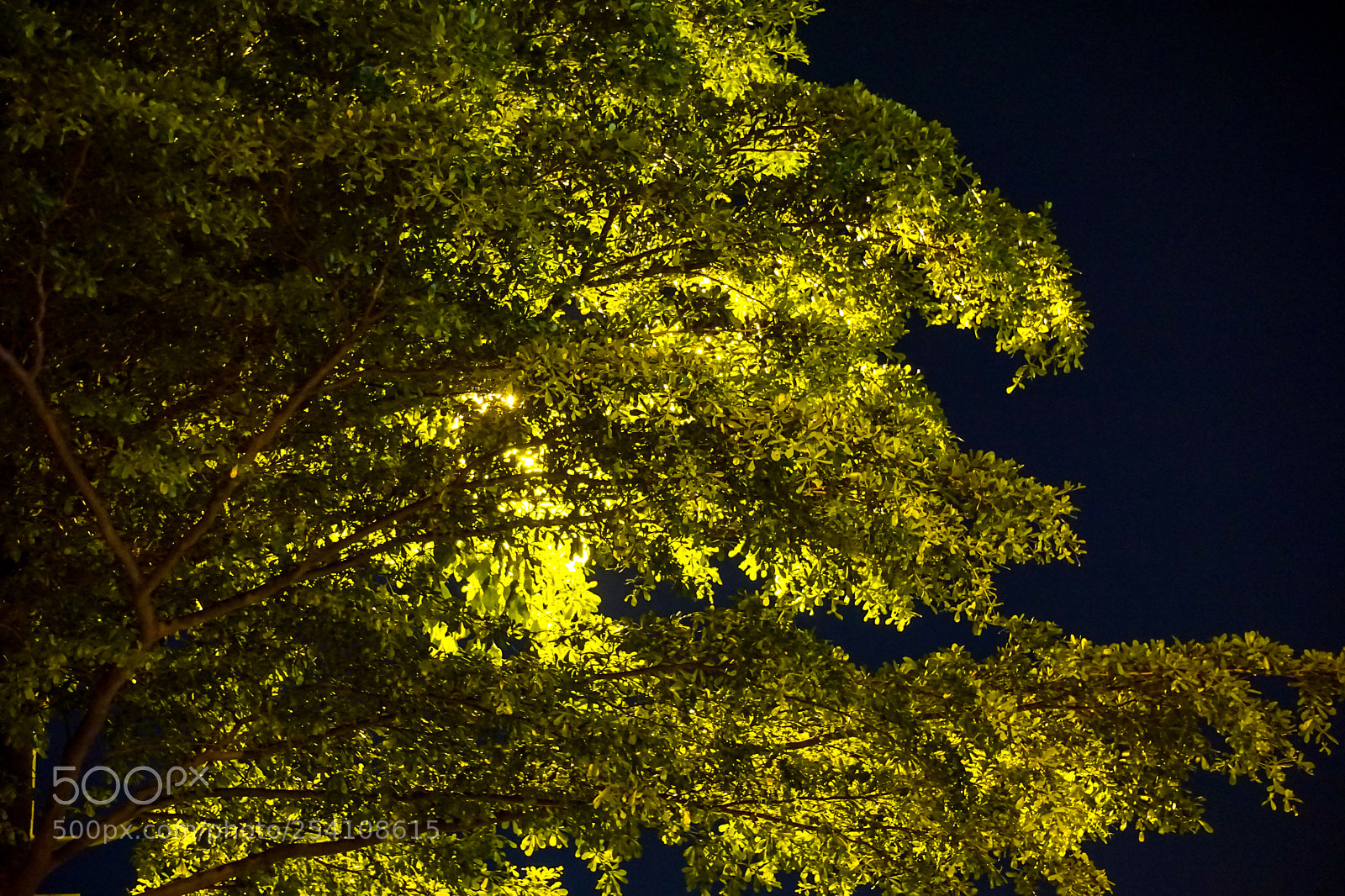 Sony a6000 sample photo. Yggdrasil photography