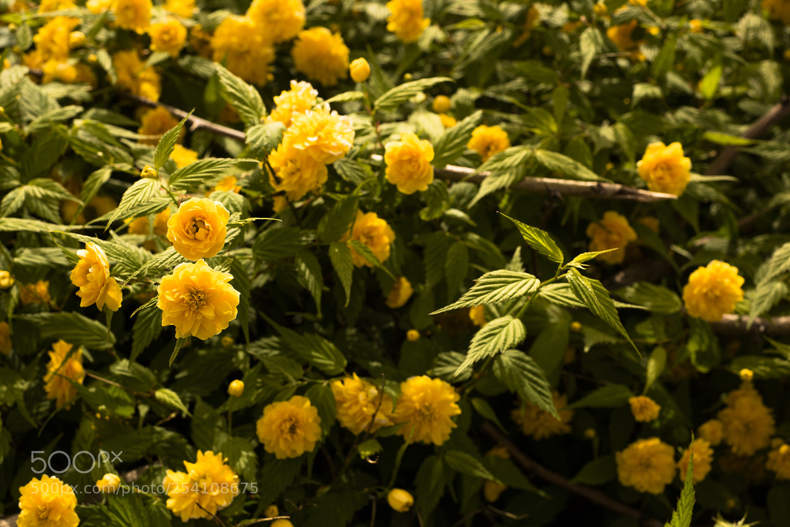 Nikon D810 sample photo. Thank sincerely! 2 photography