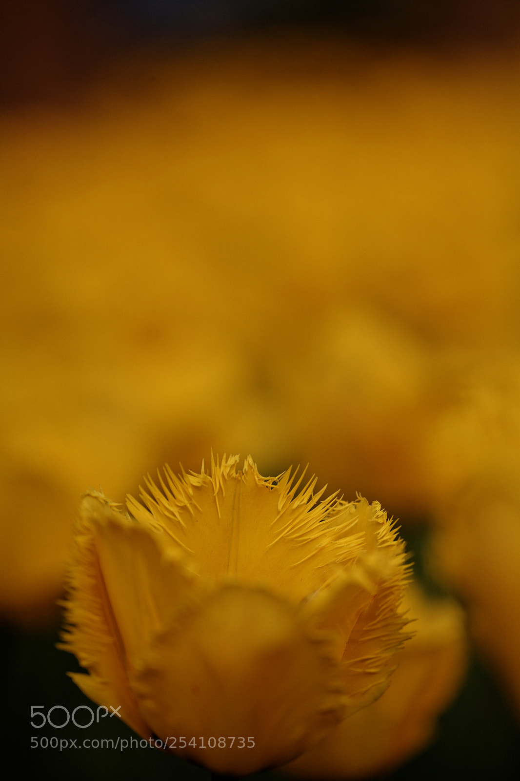 Canon EOS 5D sample photo. Photon light photography