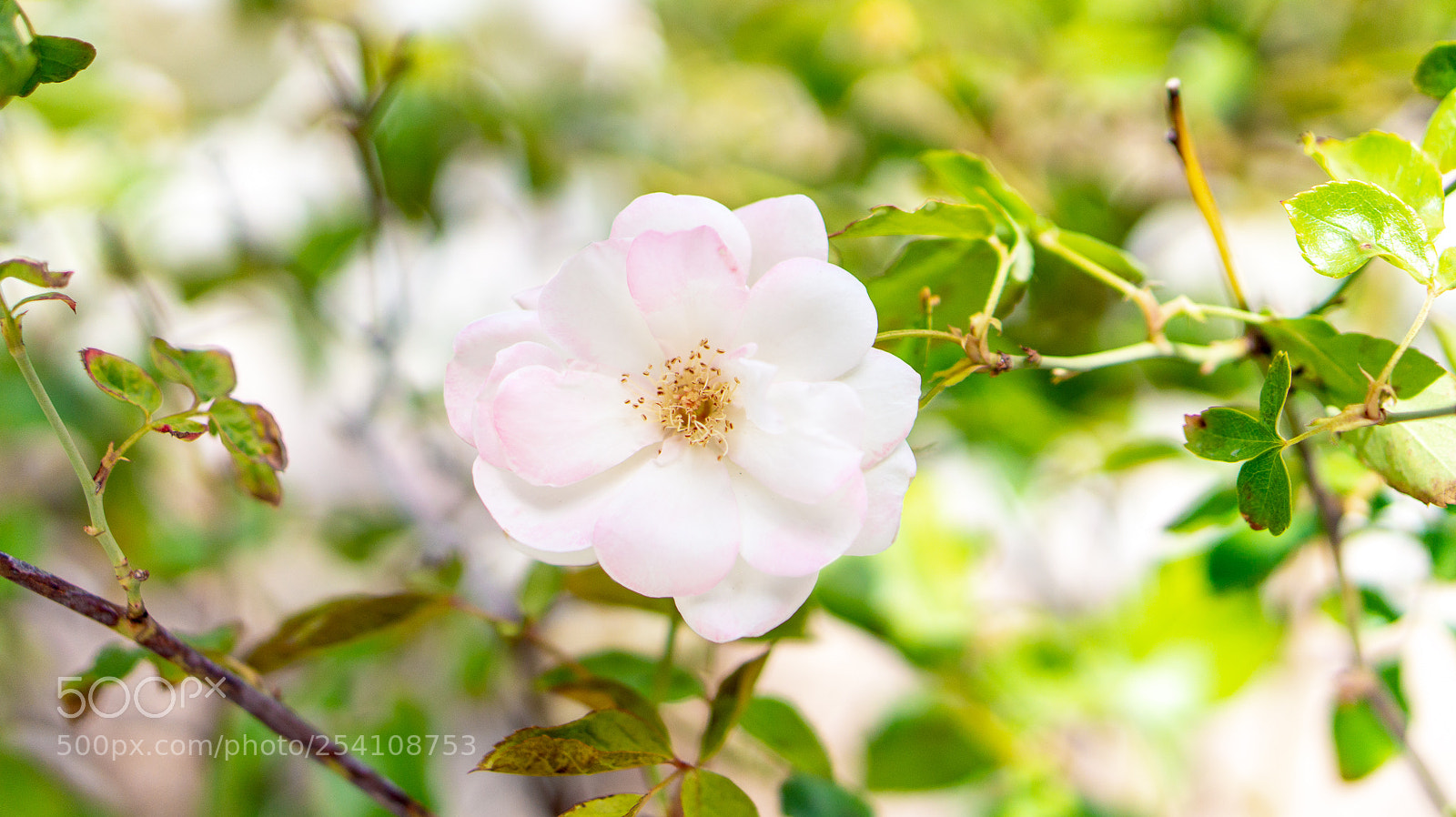 Sony Alpha a5000 (ILCE 5000) sample photo. Desert rose 2 photography