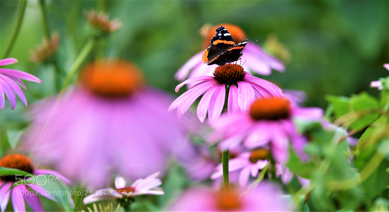 Nikon D500 sample photo. Papillon photography
