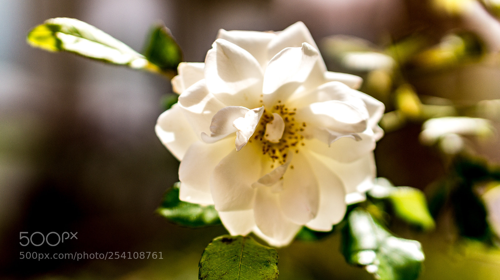 Sony Alpha a5000 (ILCE 5000) sample photo. Desert rose 3 photography