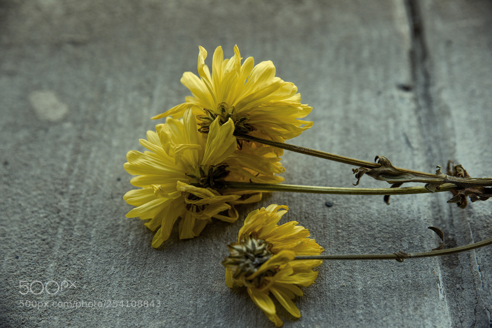 Nikon D810 sample photo. Autumn sensation photography