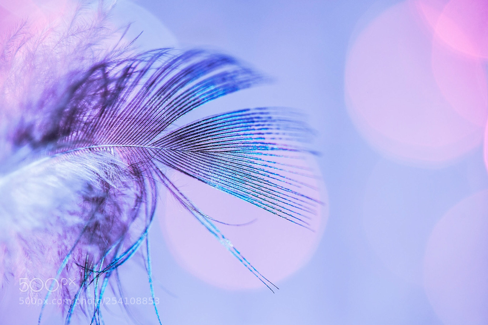Nikon D700 sample photo. Feather photography