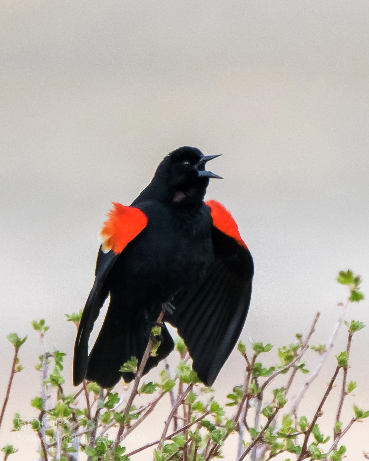 Nikon D3300 sample photo. Red-winged blackbird photography