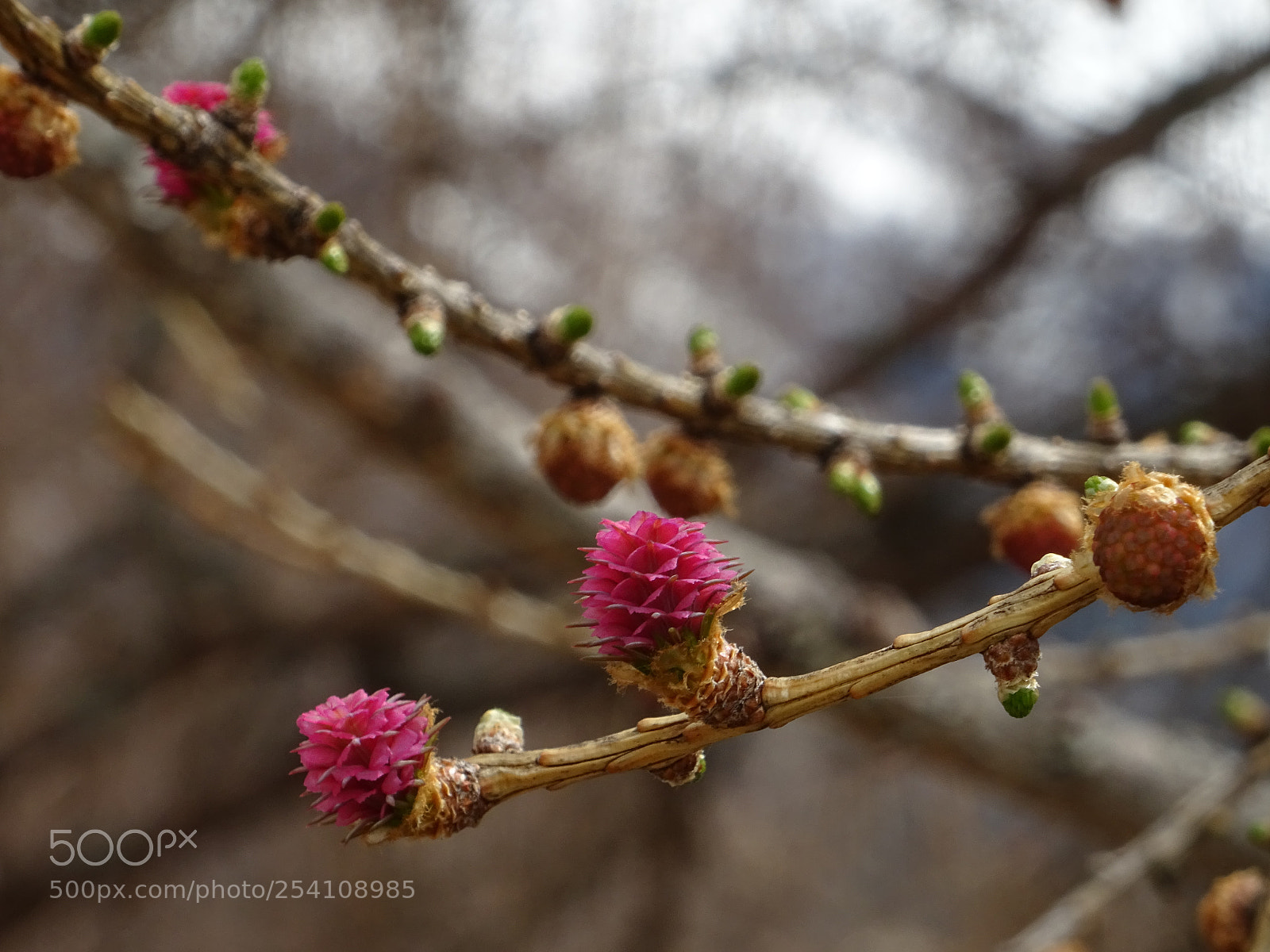 Sony DSC-HX60V sample photo. Neues leben... photography