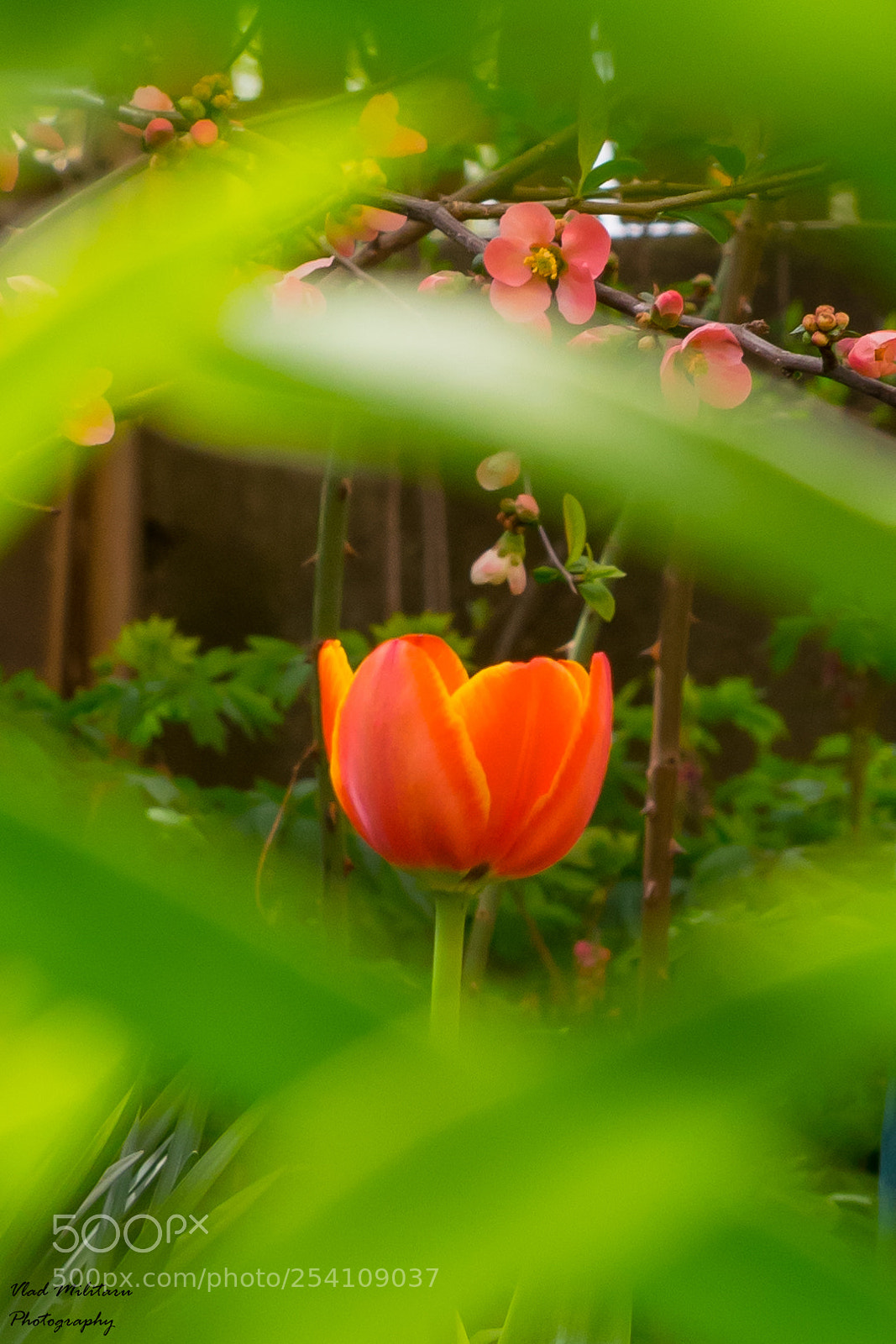 Nikon D5300 sample photo. Tulip photography
