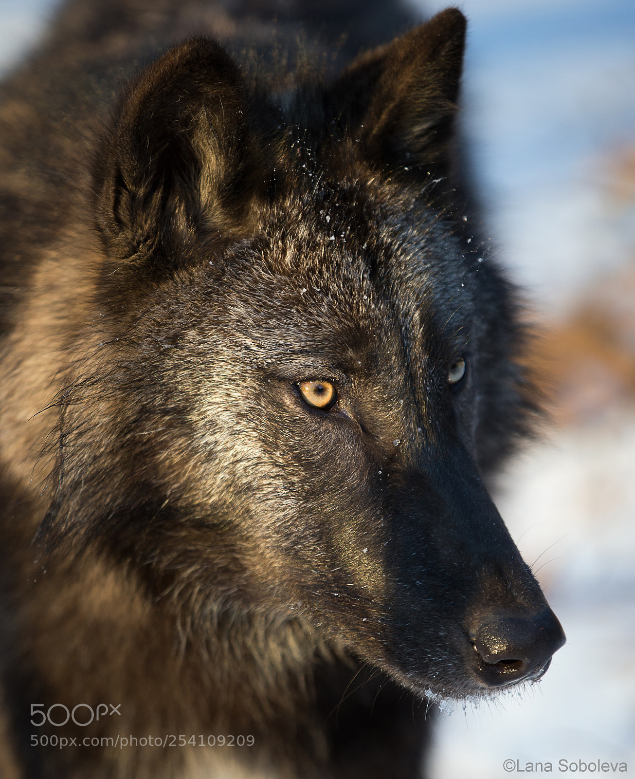 Canon EOS-1D X sample photo. British columbia wolf photography