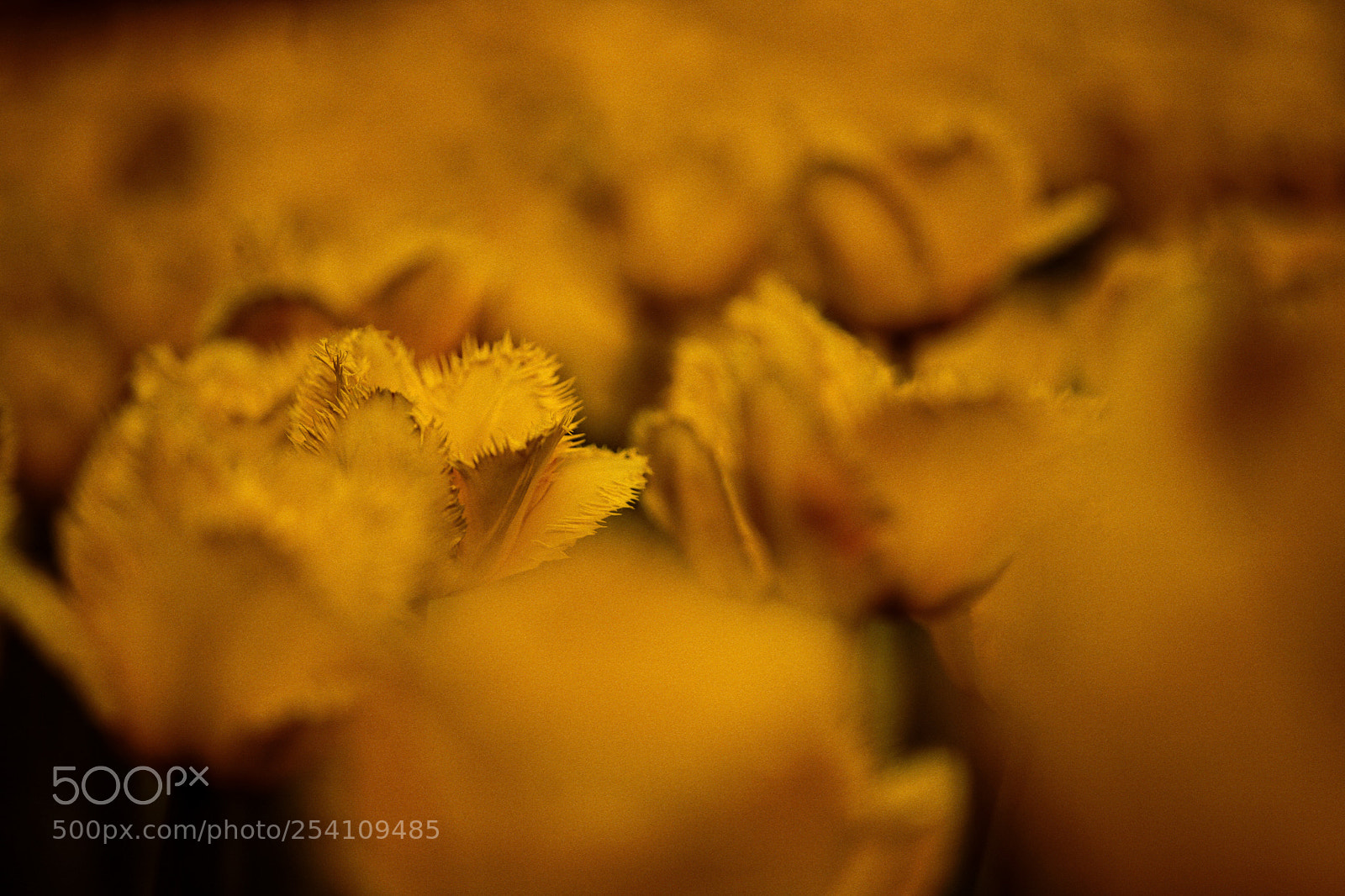 Canon EOS 5D sample photo. Sunny world photography