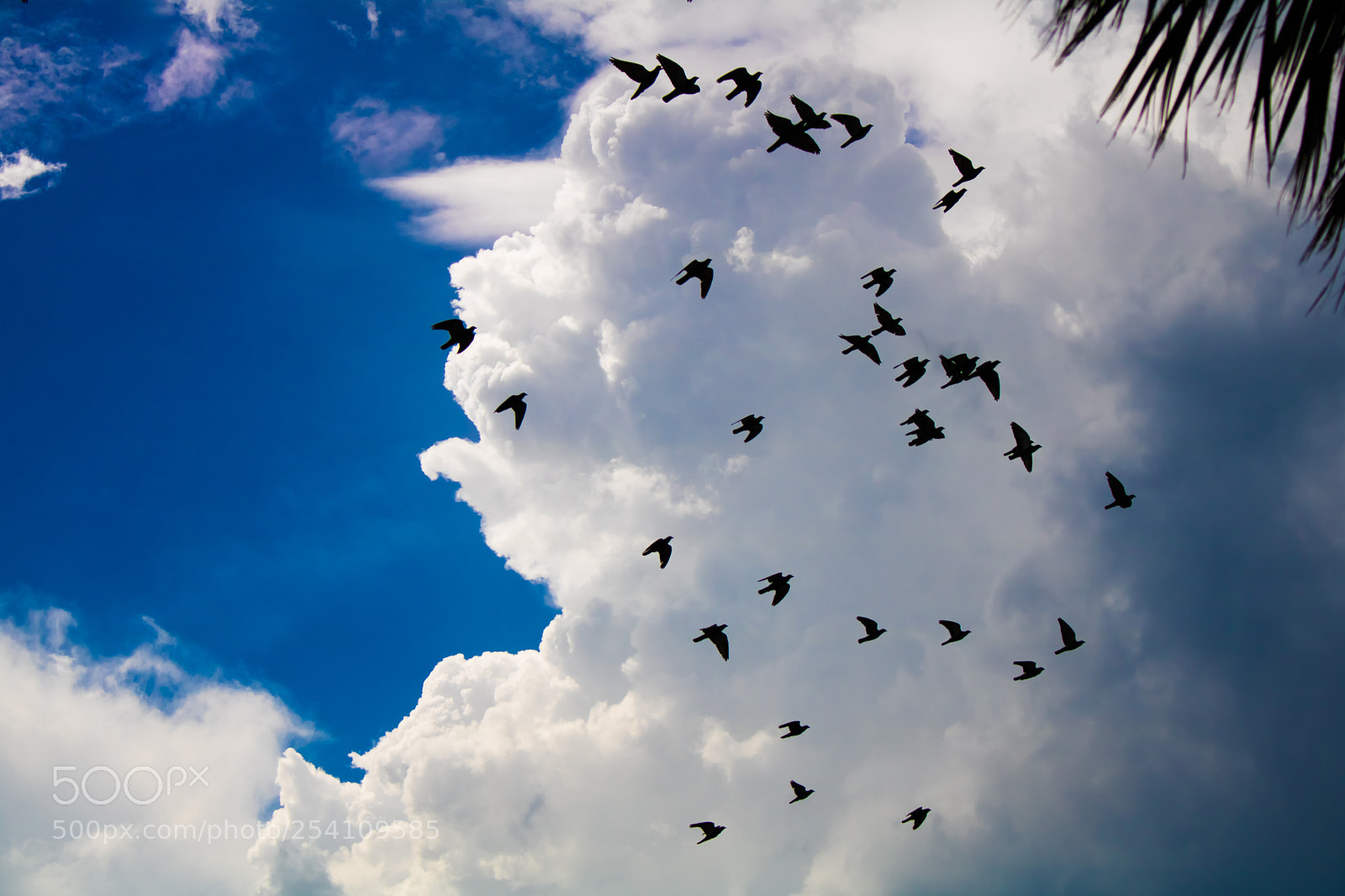 Canon EOS 750D (EOS Rebel T6i / EOS Kiss X8i) sample photo. Silhouetted pigeons in flight photography