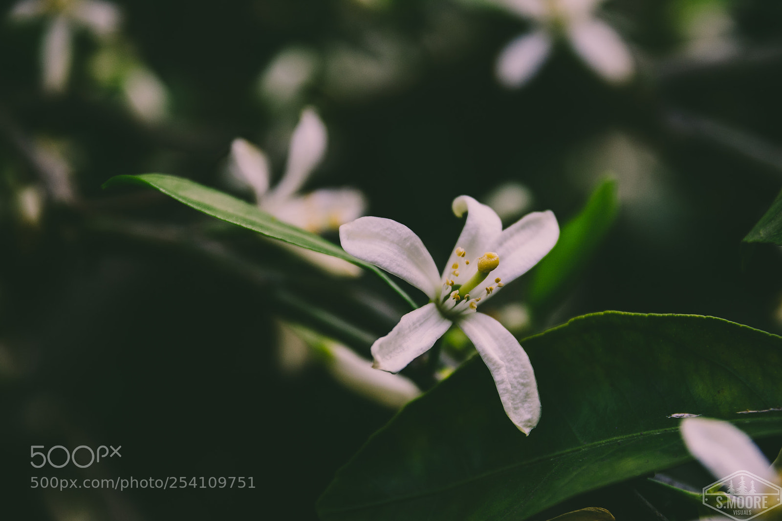 Nikon D7200 sample photo. Mandarin orange flower photography