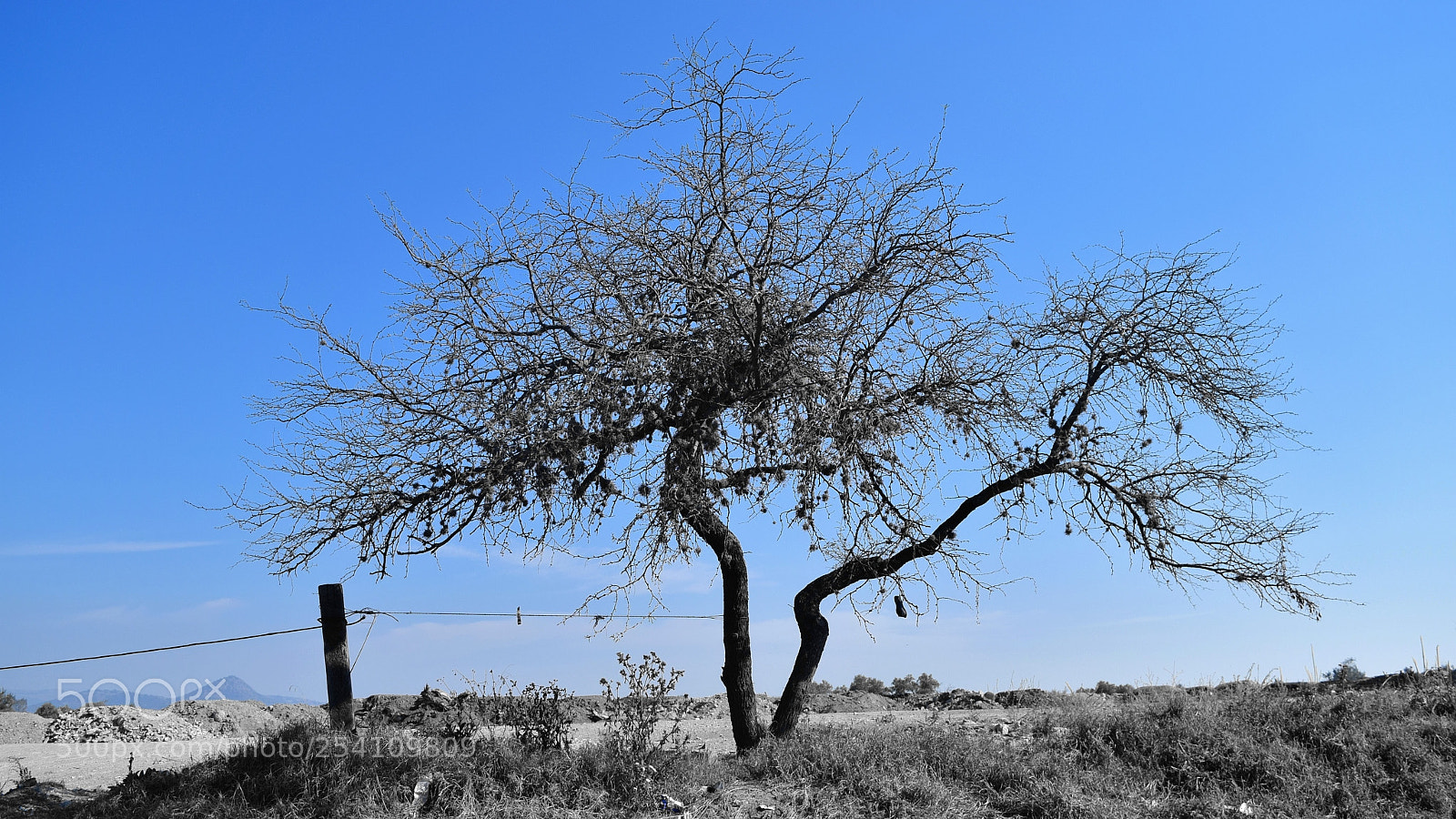 Nikon D3300 sample photo. Sapless photography