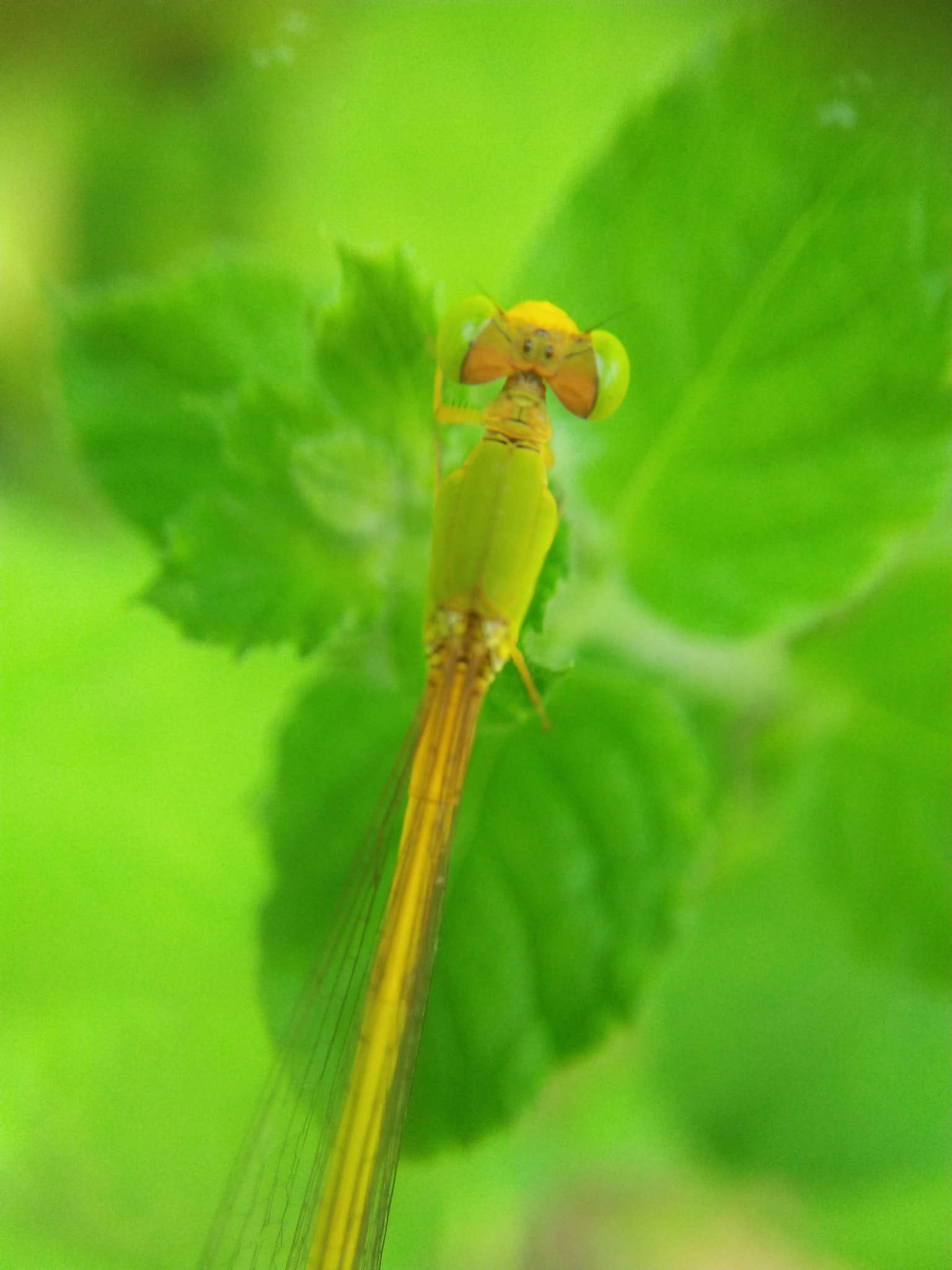 OPPO A37fw-International sample photo