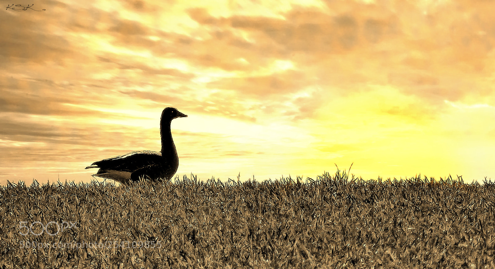 Panasonic Lumix DMC-FZ200 sample photo. A new day, a photography